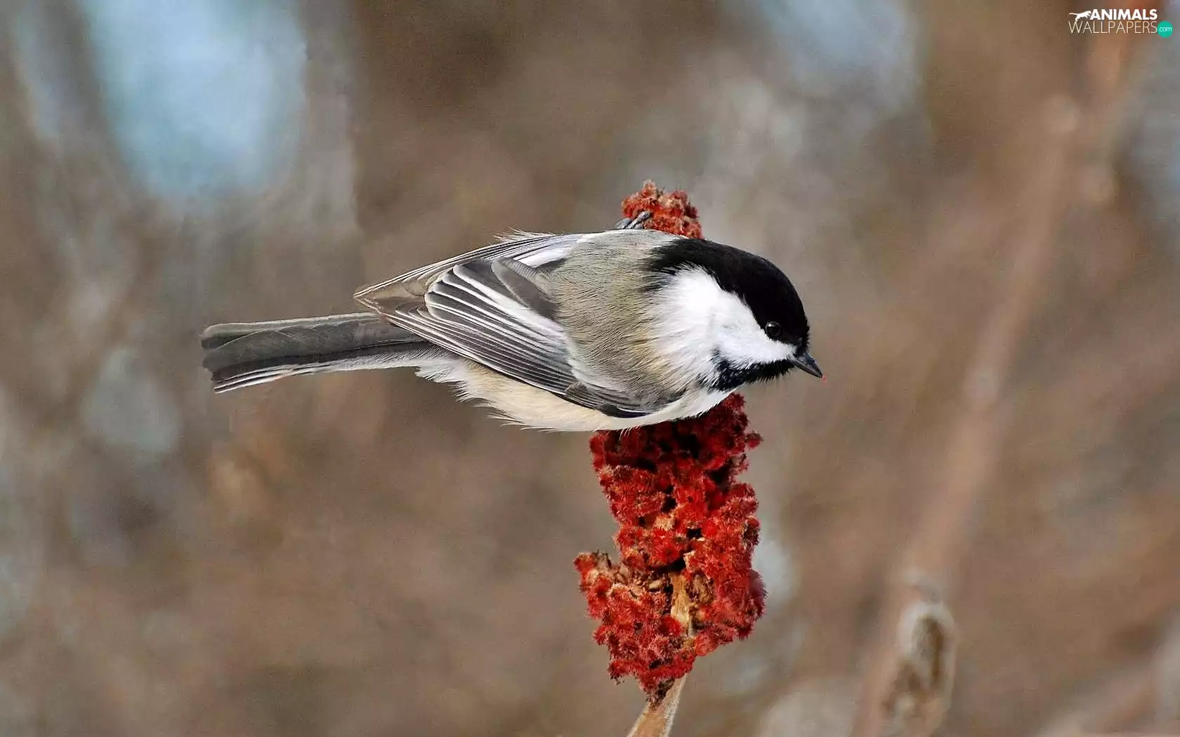 Tit Tit, Red, Flowers, twig