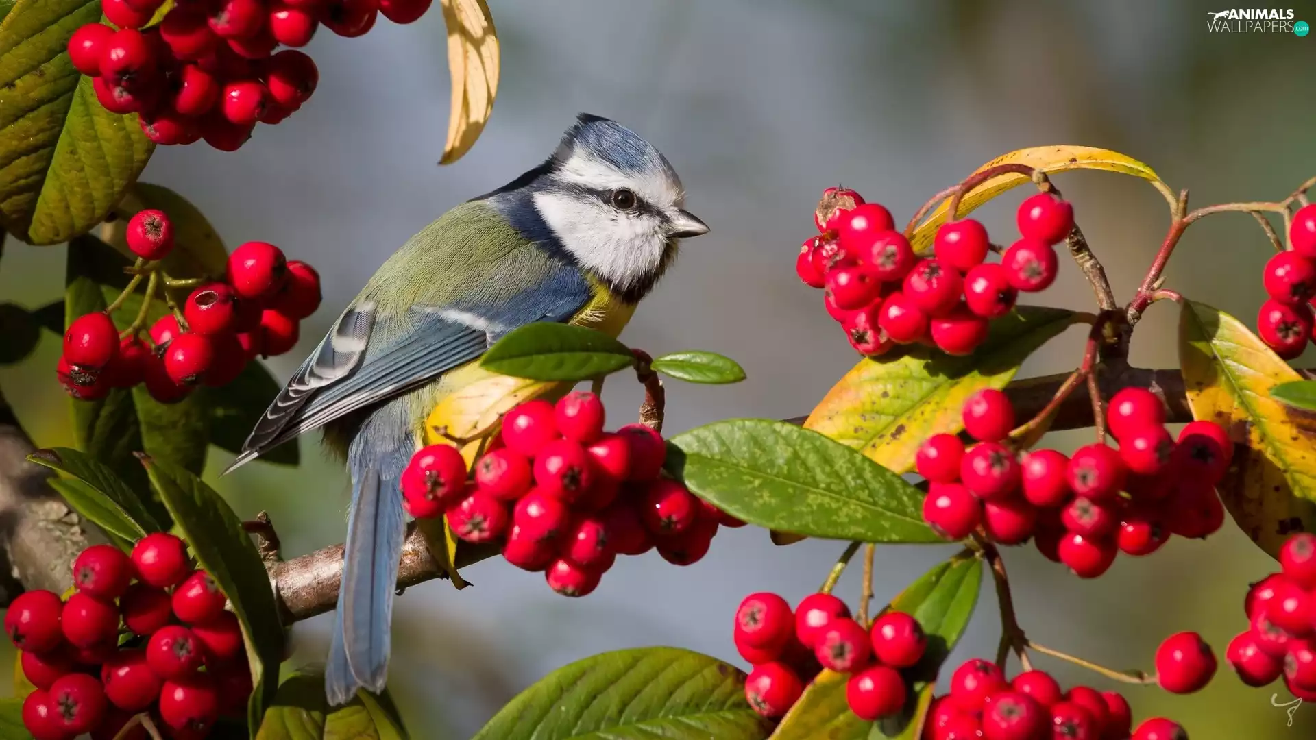 branch pics, Scarlet firethorn, Tit Ordinary, Bird, tit