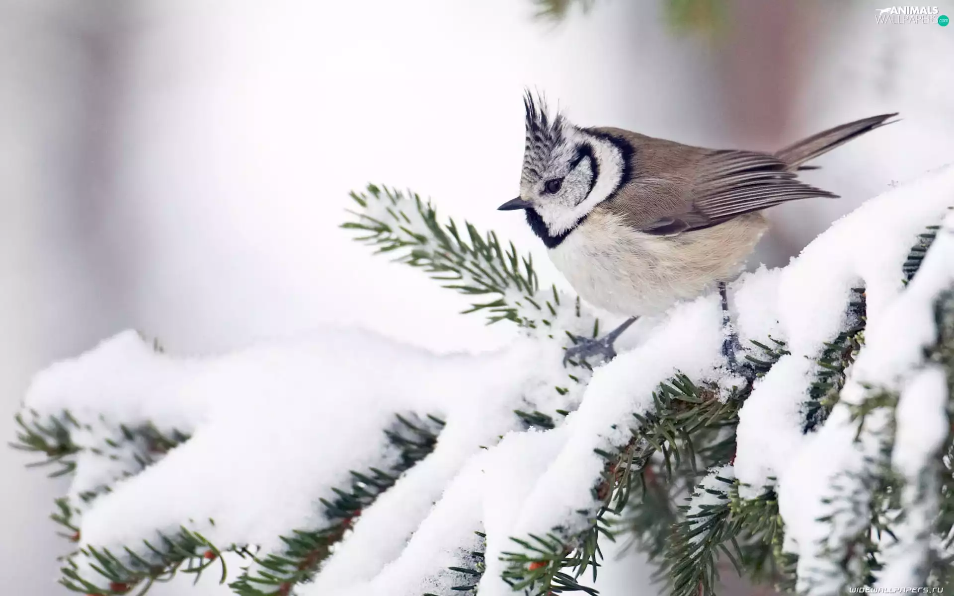 Crested Tit, Snow-covered Twig