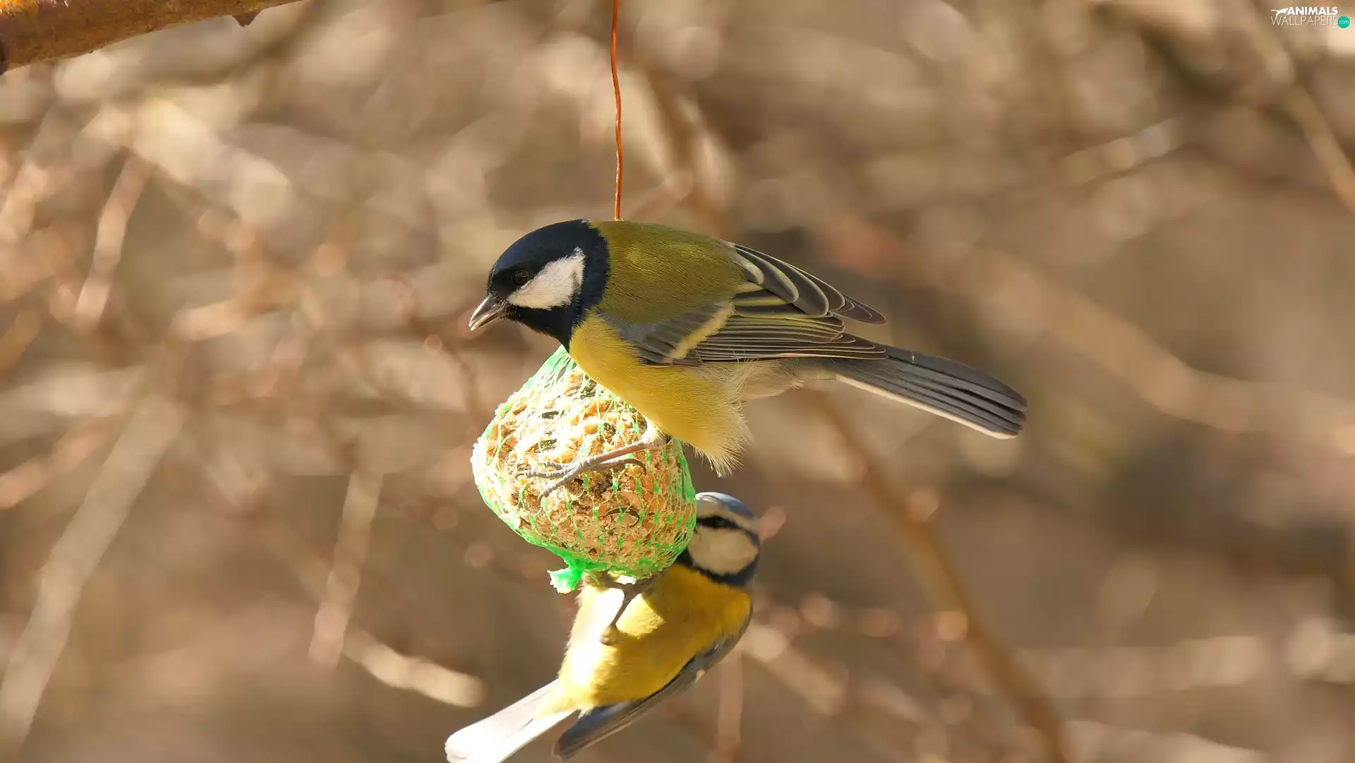 Bird, Tit Tit, Great Tit