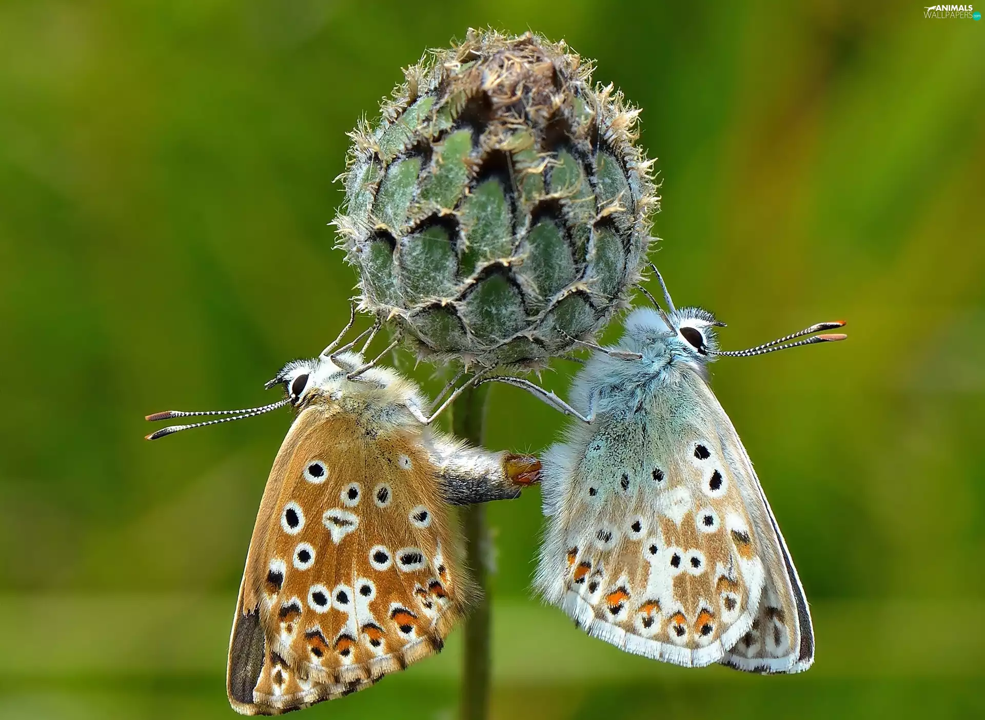 Two cars, blue tits, plant, butterflies