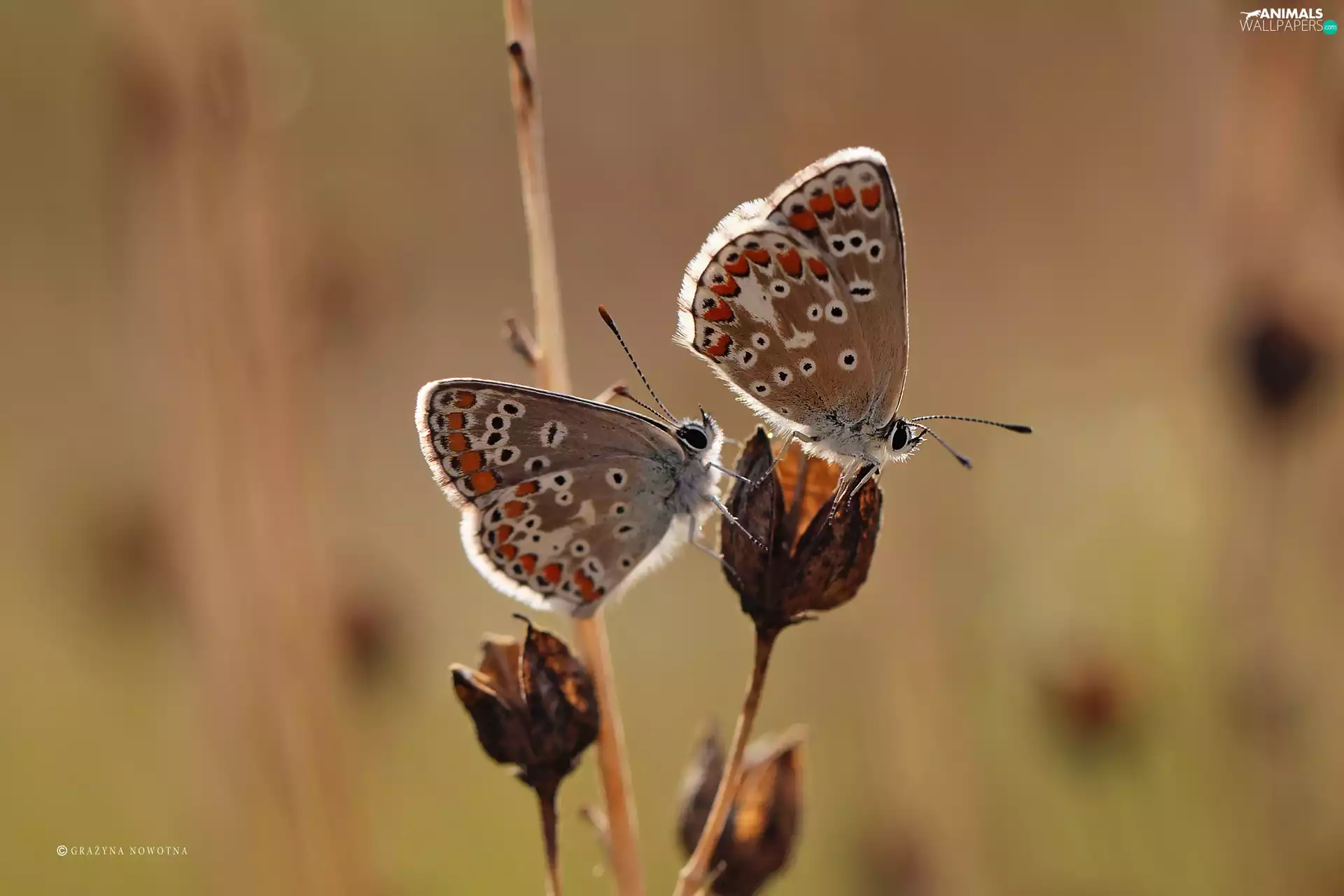 blue tits, butterflies, Two cars
