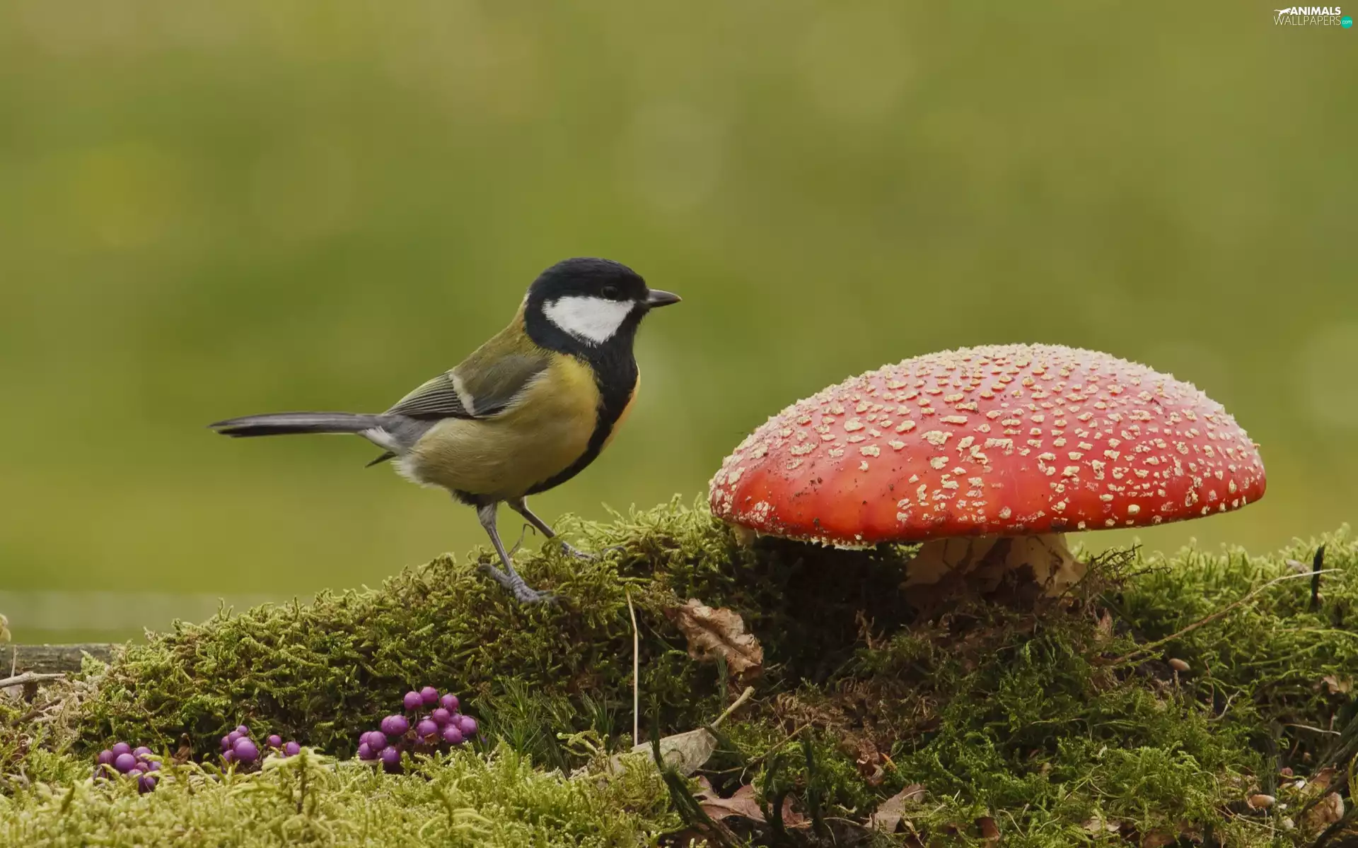 toadstool, tit, Red
