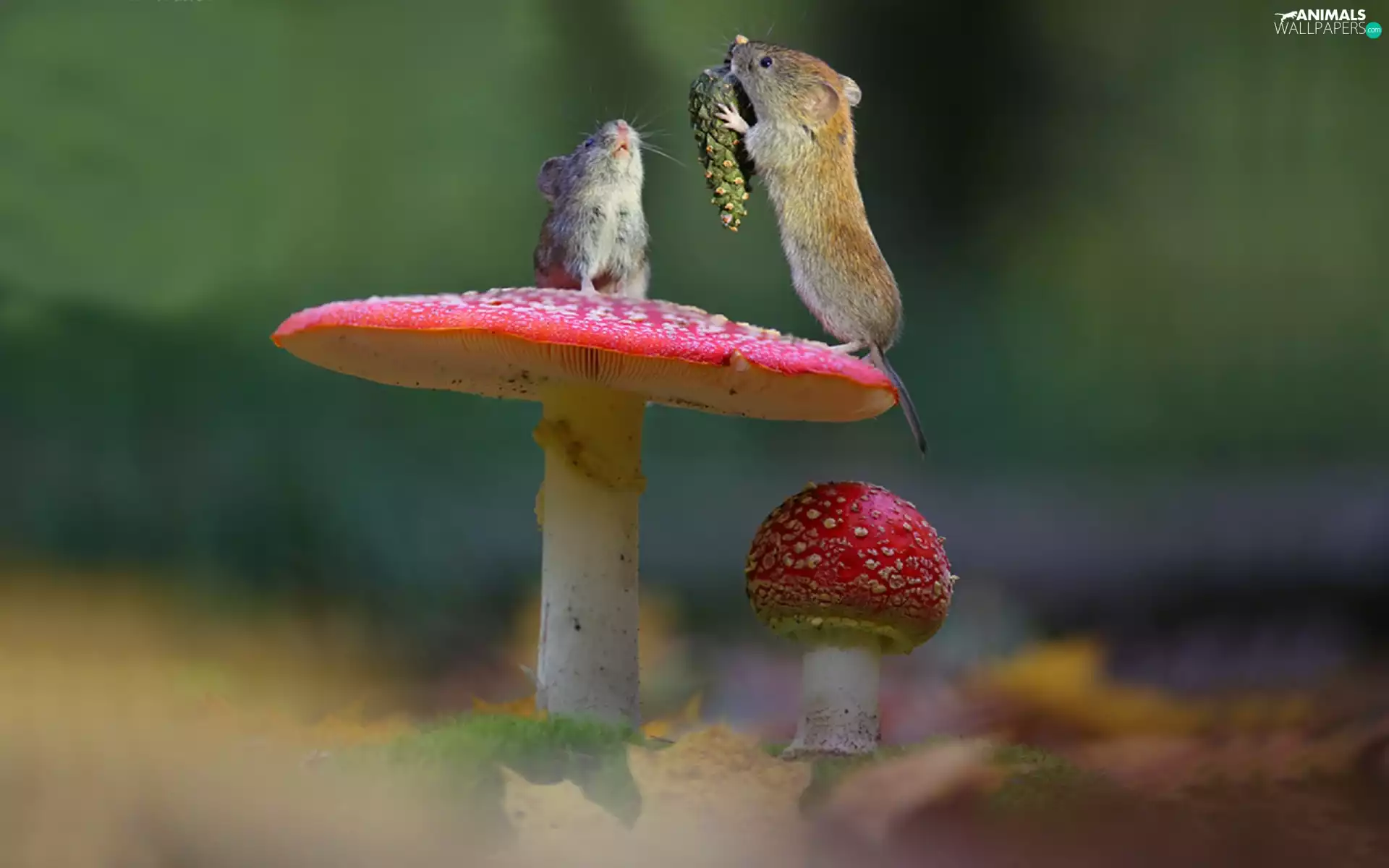 toadstools, mouse
