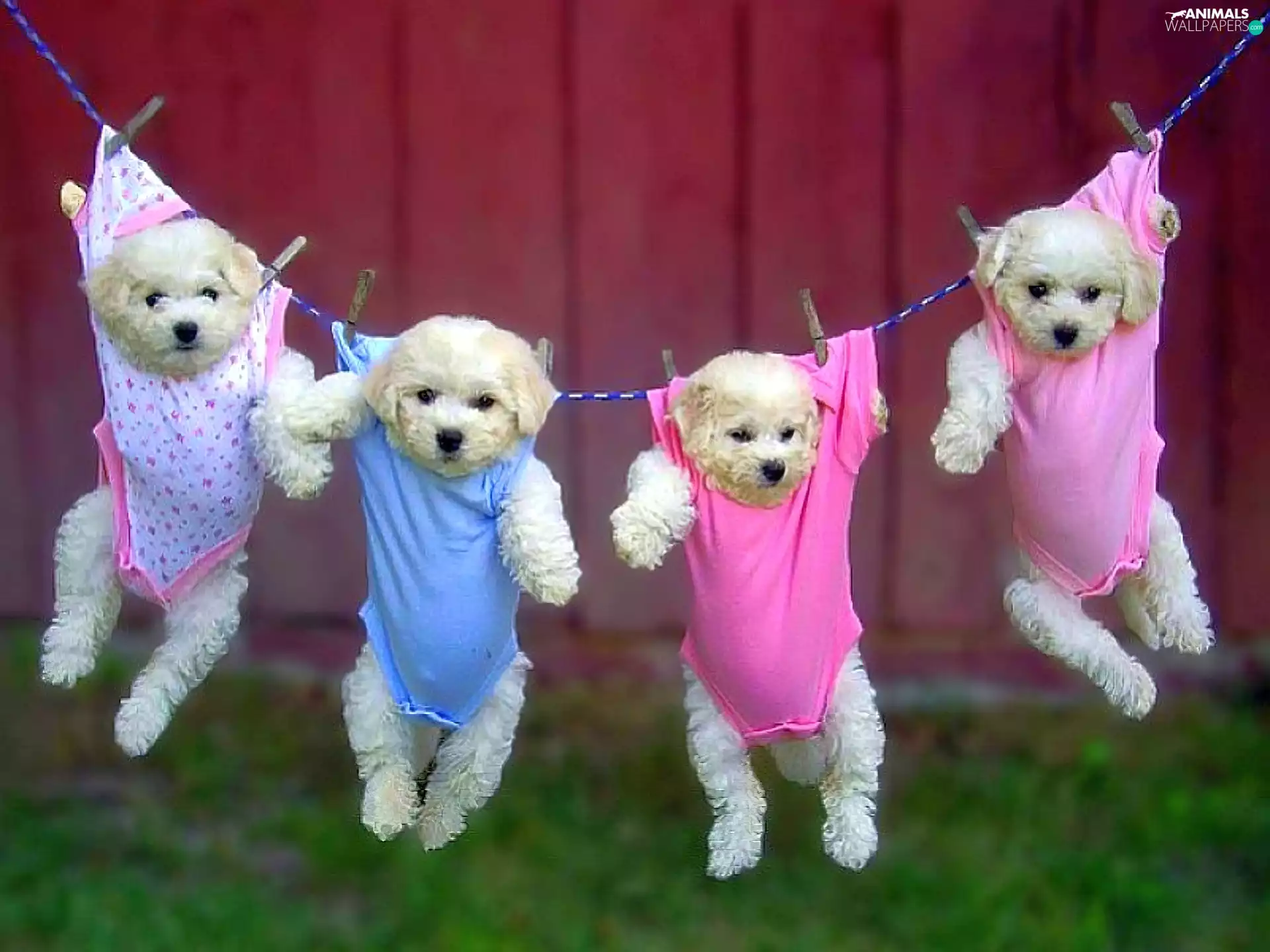 Toddlers, puppies, quadruplets