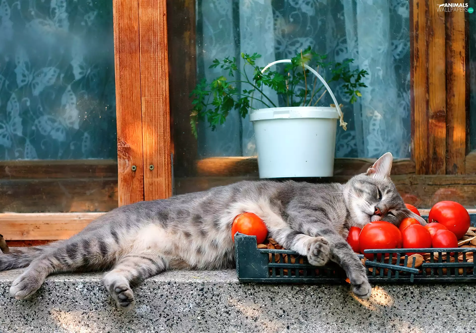 tomatoes, sleepy, kitten