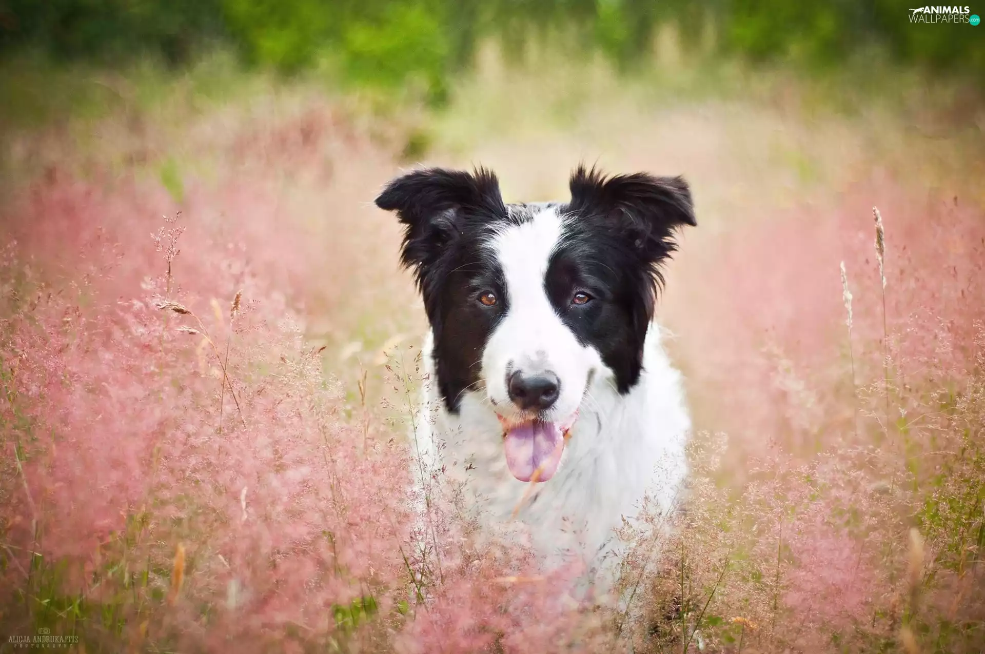 grass, tongue, Border Collie, dog
