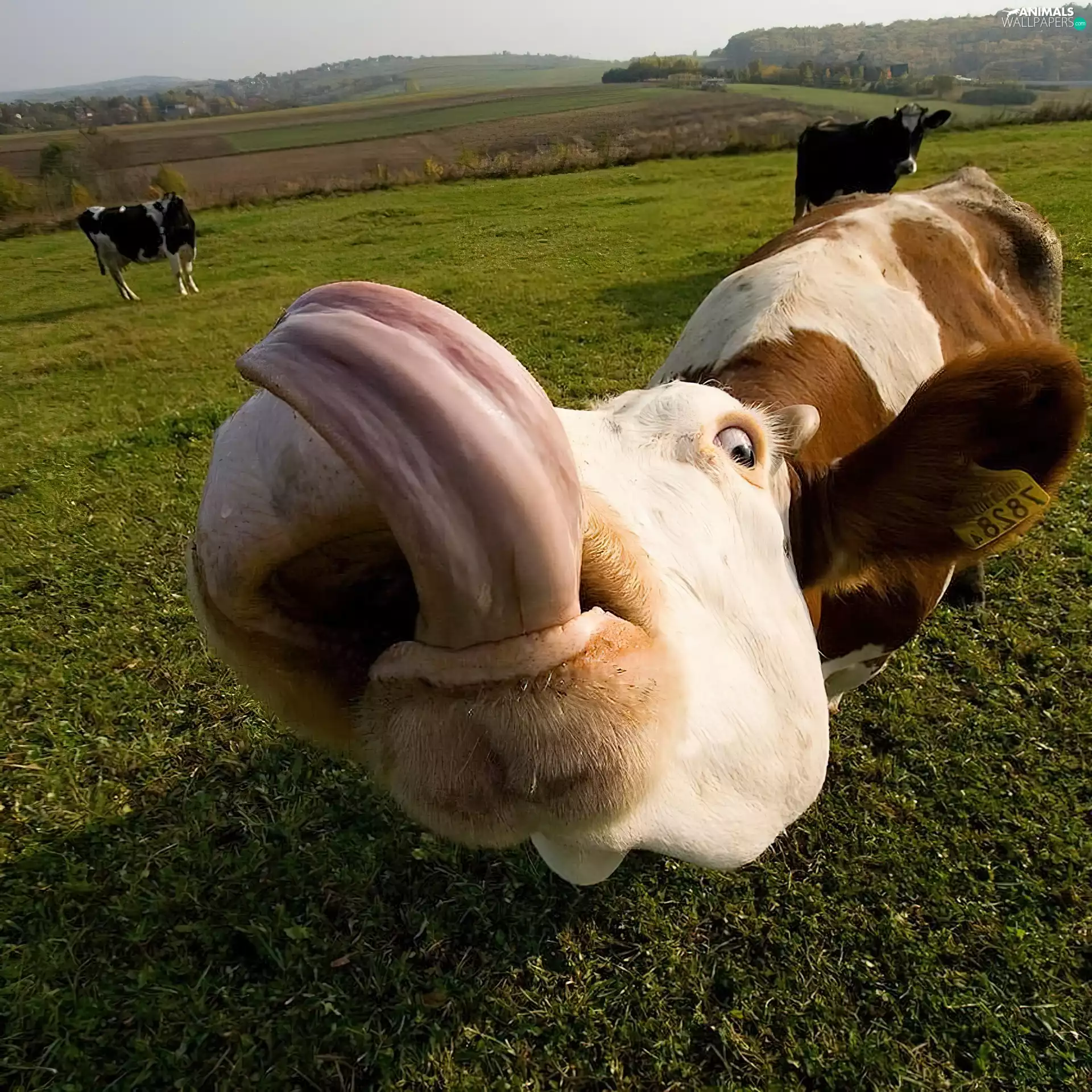 tongue, Cow, pasture