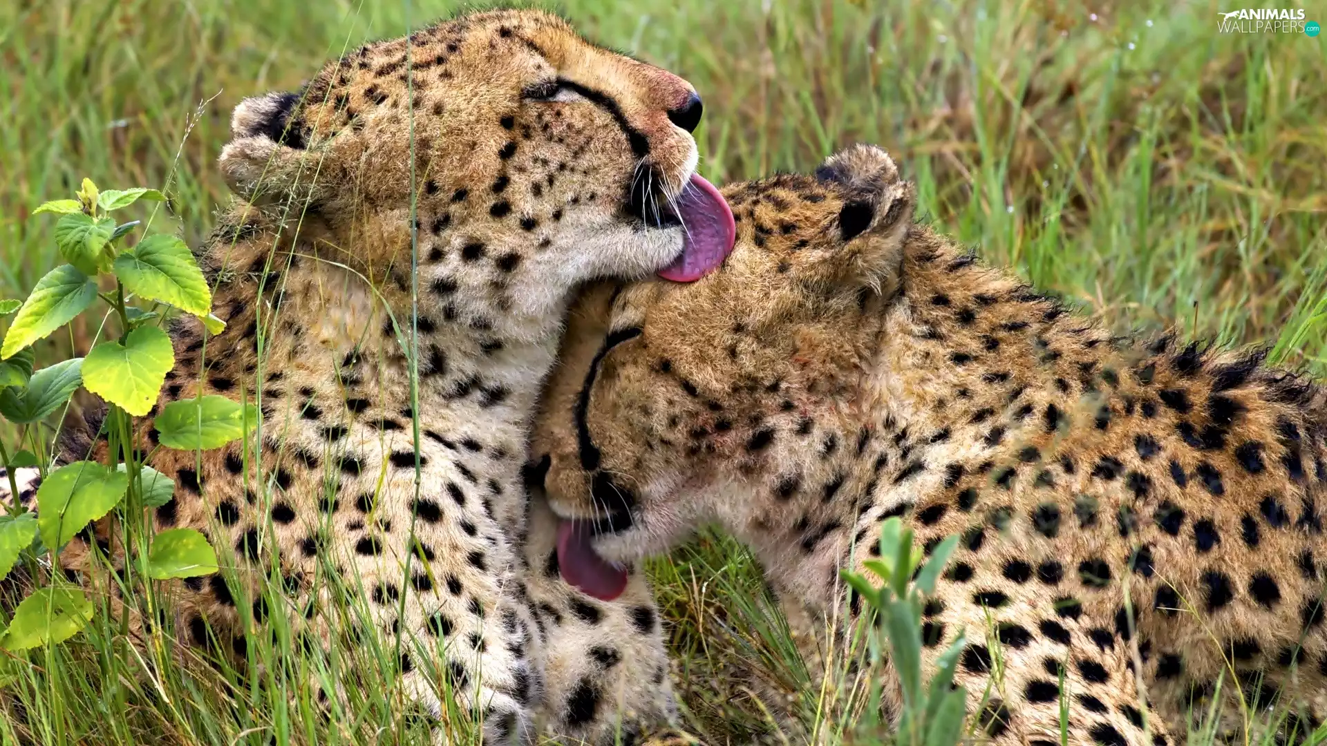 Two cars, Cheetahs. Tongues, licking, young