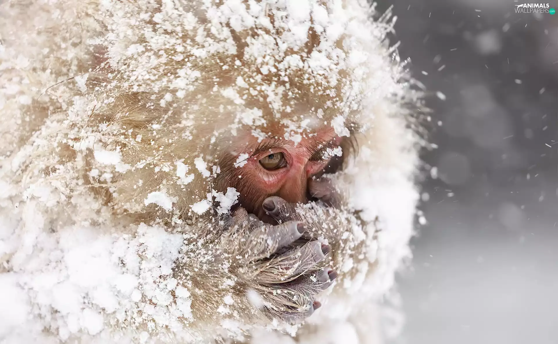 Monkey, winter, snow, toque