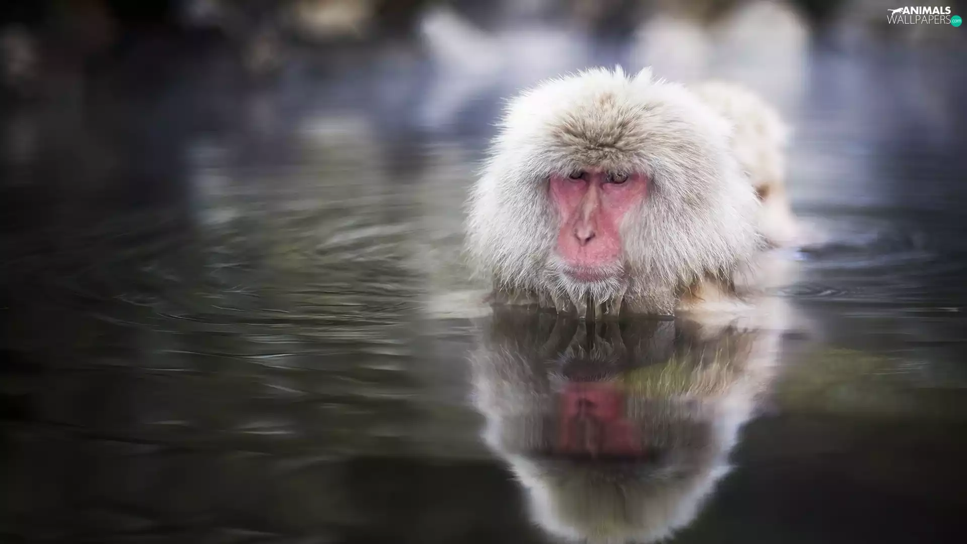 Monkey, japanese, water, toque