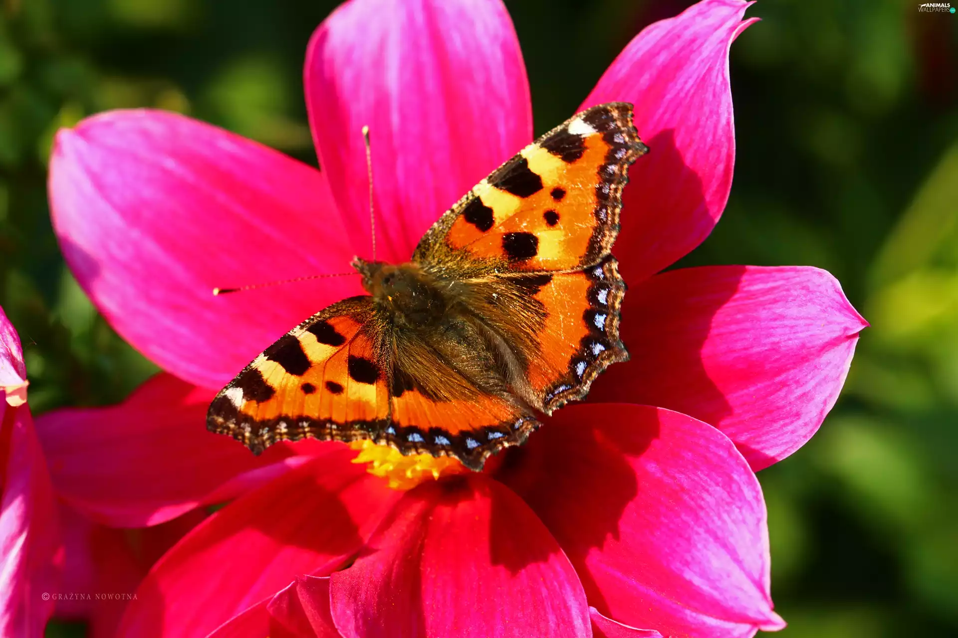 Small Tortoiseshell, Insect, Flowers, butterfly
