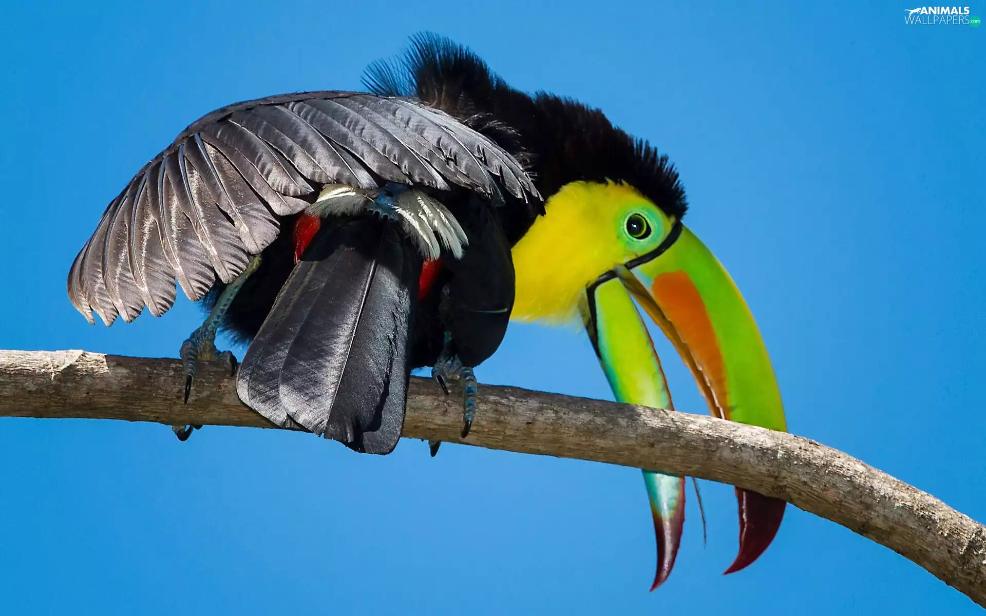 Toucan, branch