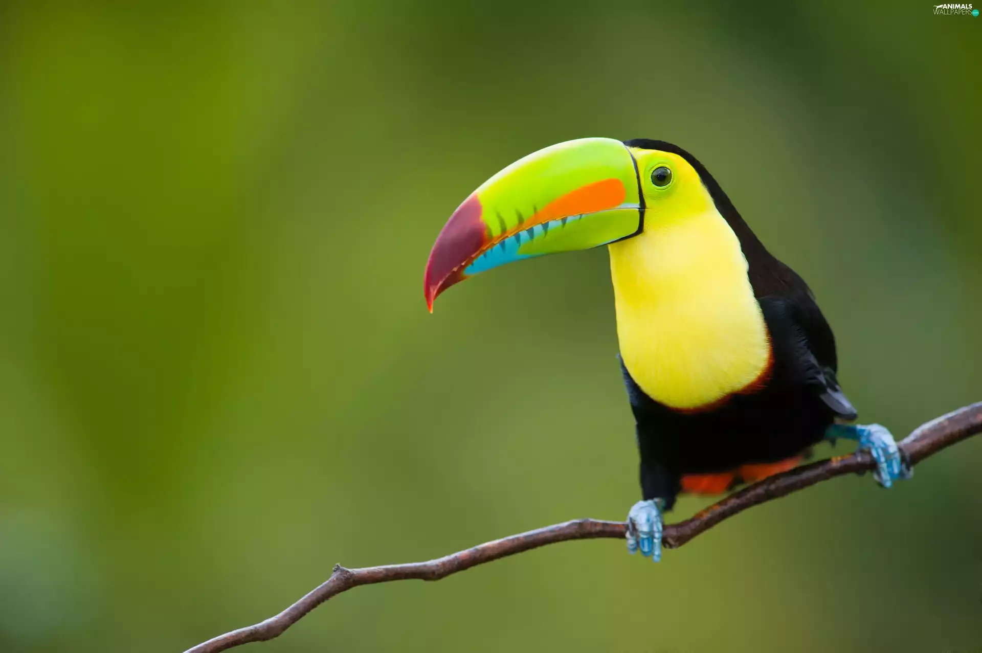 Toucan, branch
