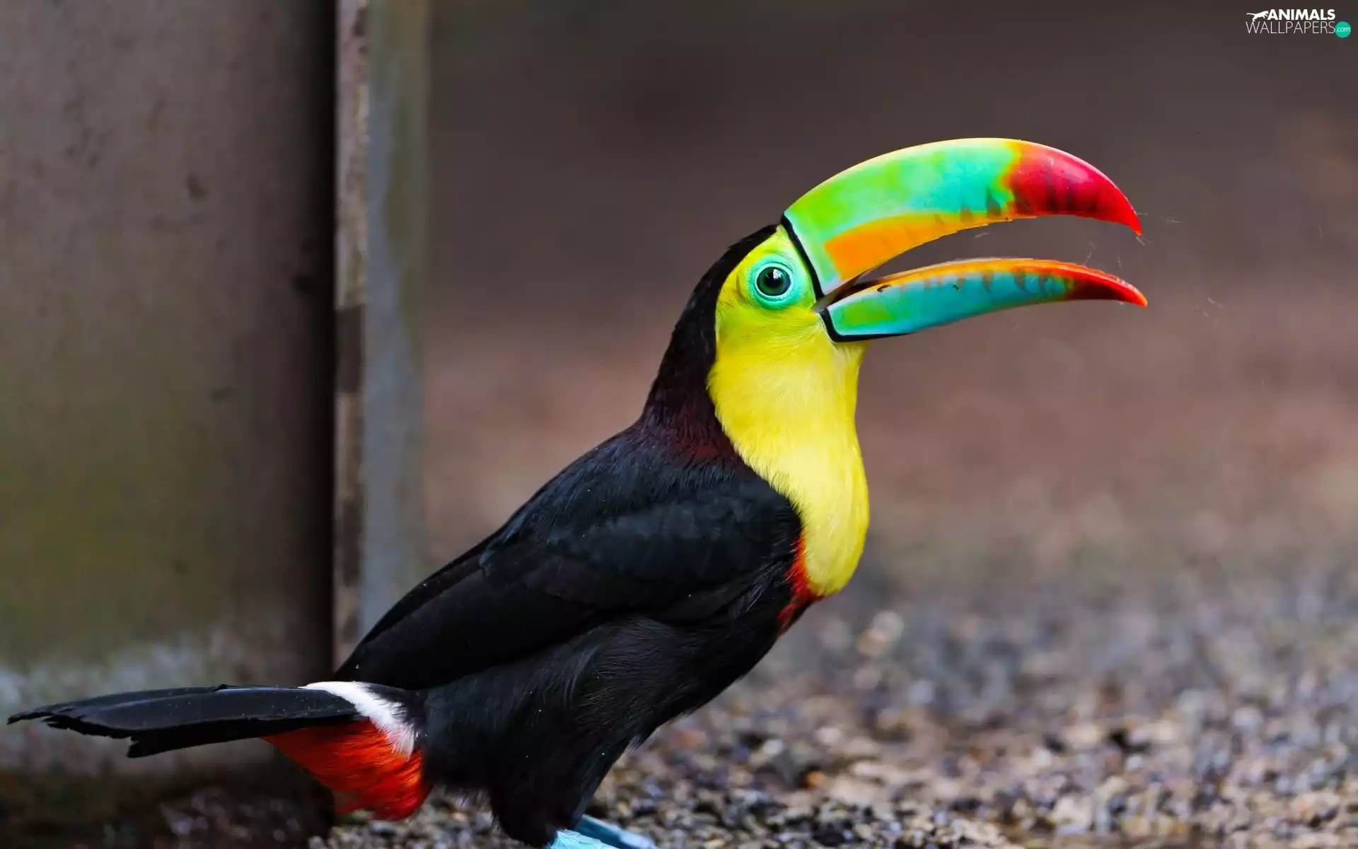 color, open, nose, Toucan
