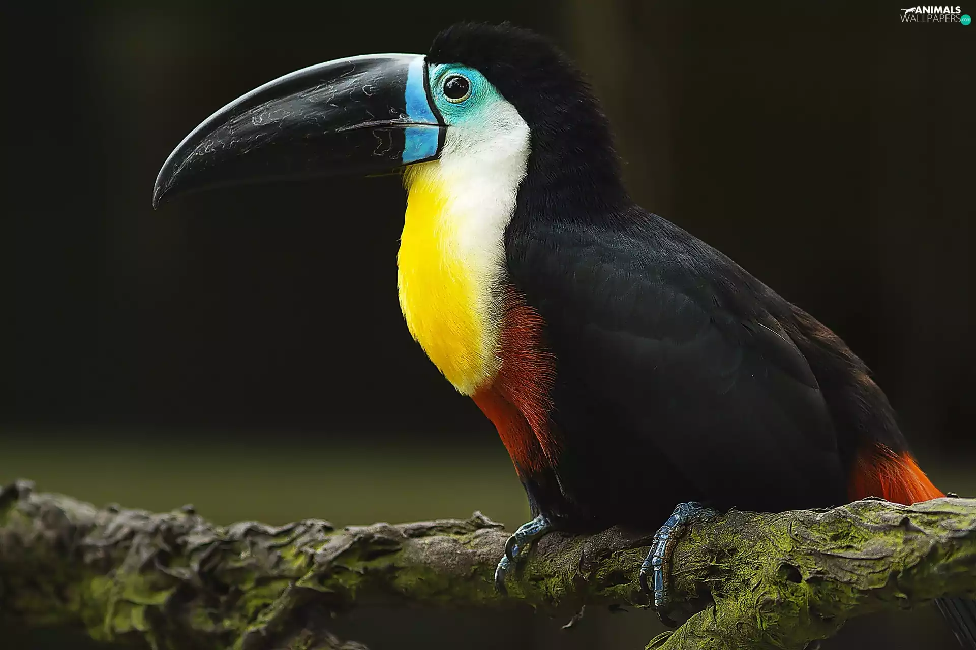 Toucan, log