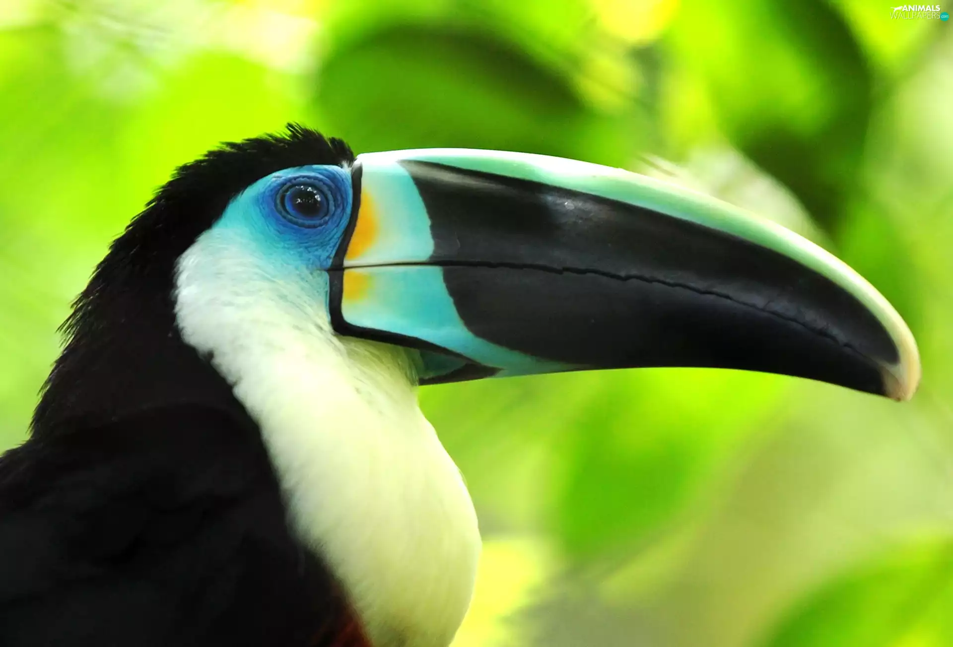 Toucan, nose