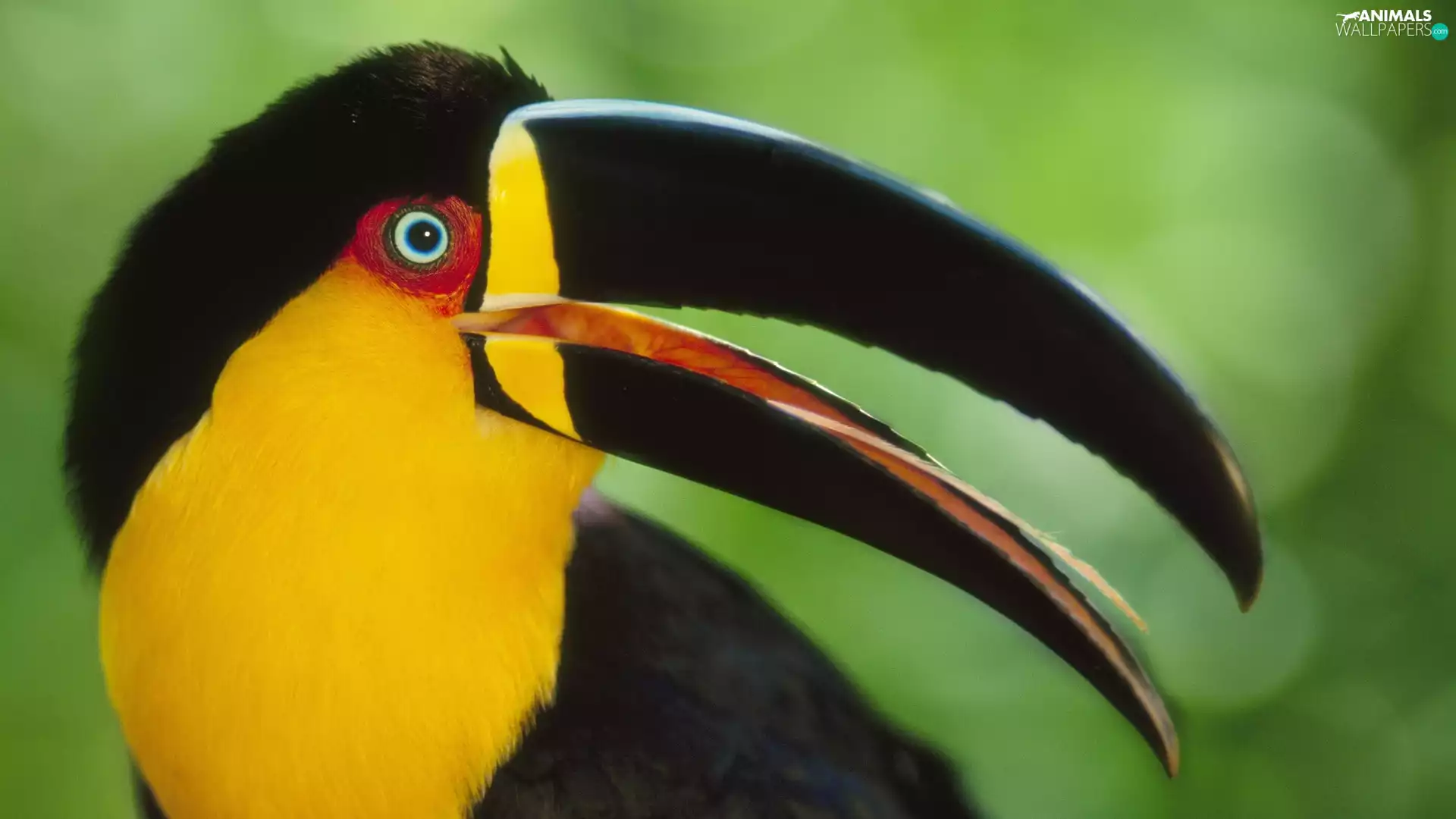 Toucan, nose