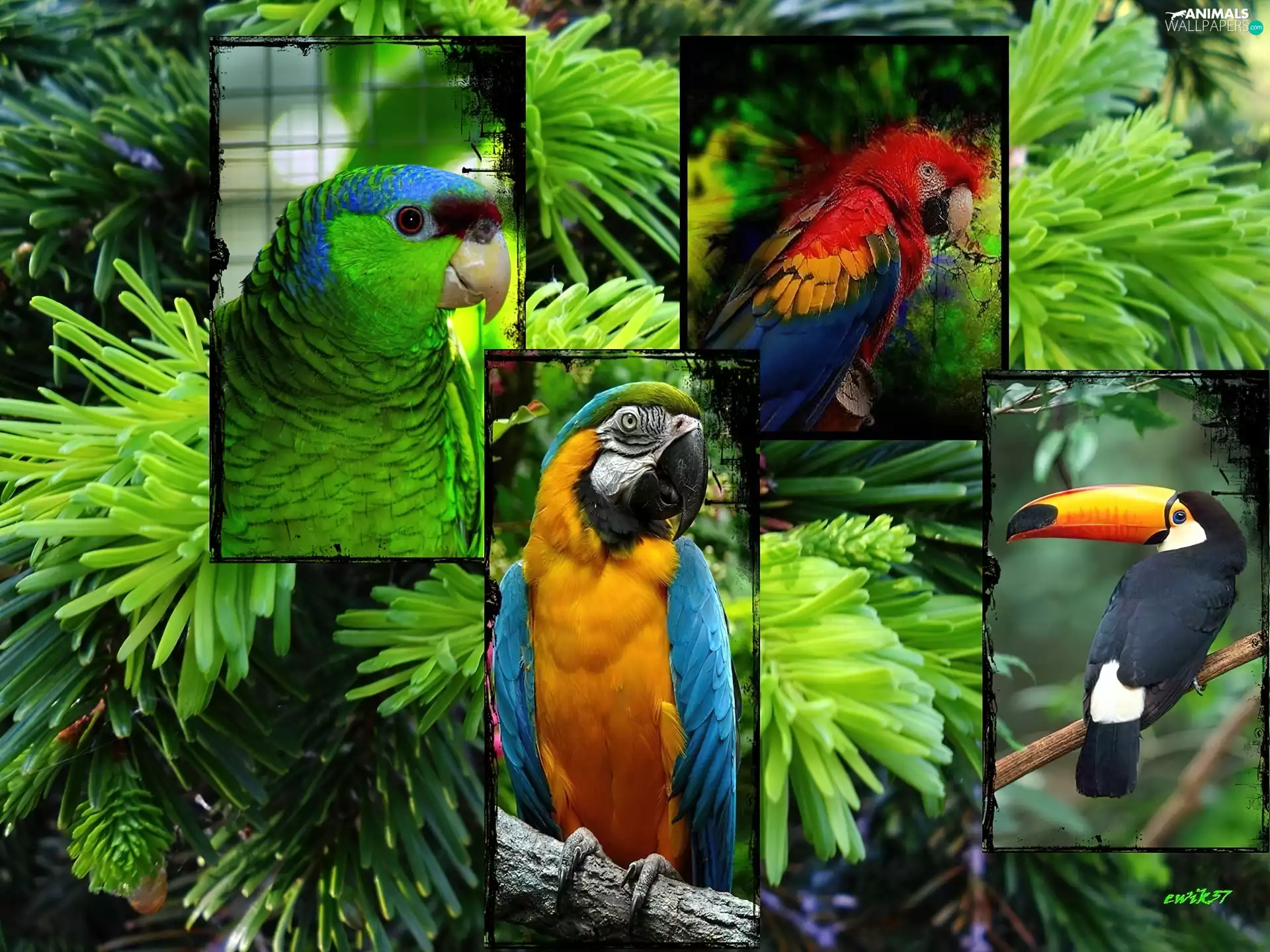 Parrots, spruce, graphics, Toucan