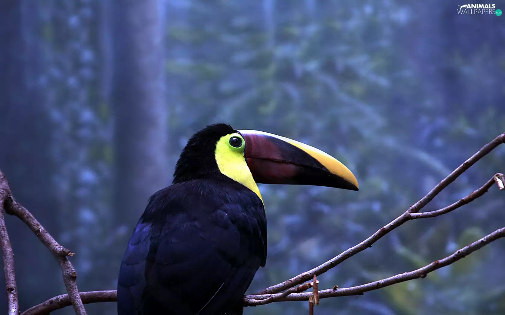 Toucan, twig