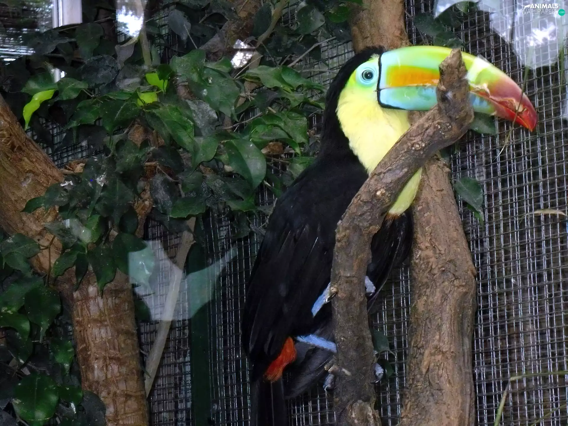 Toucan, zoo