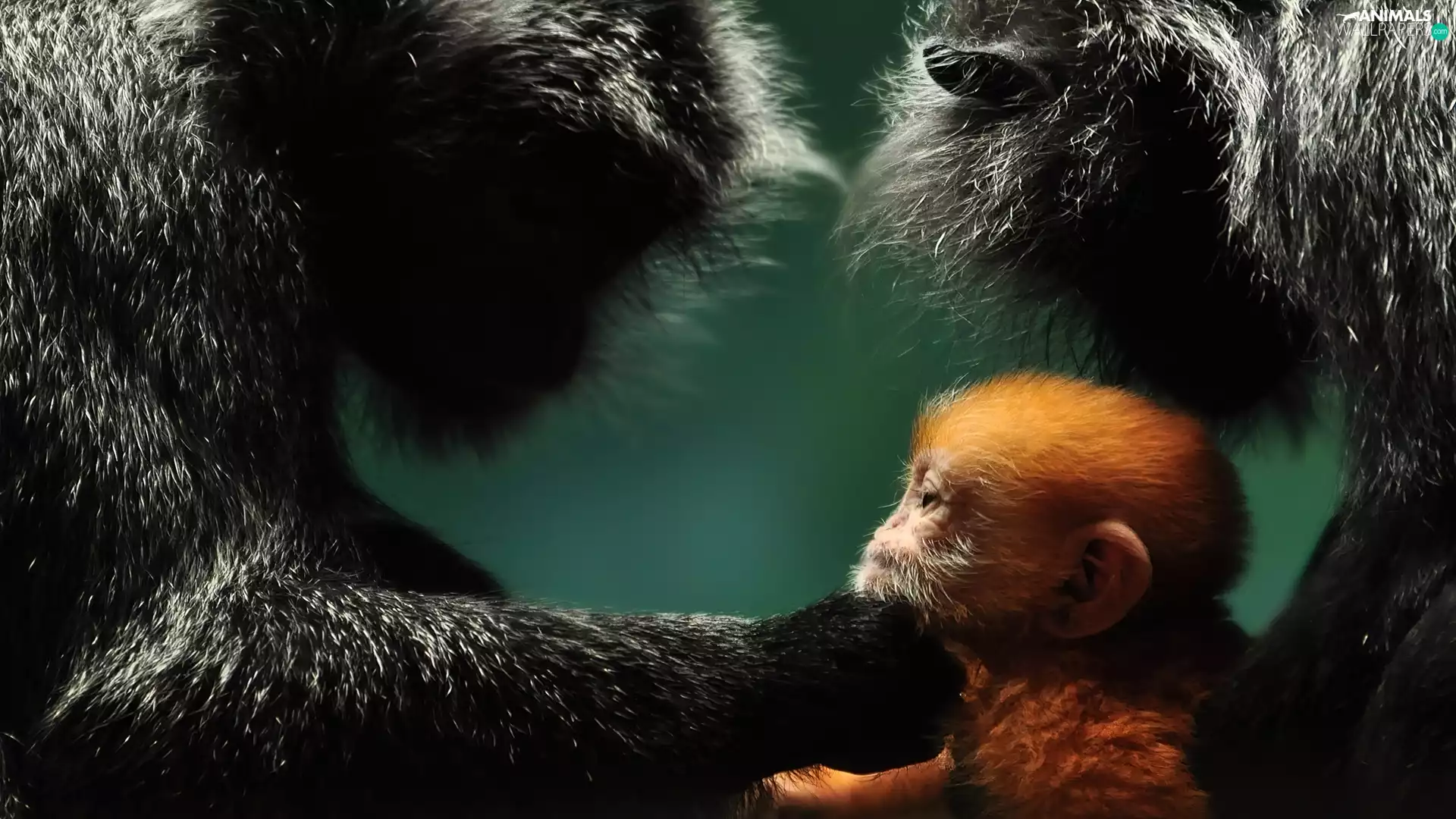 Monkey, touch, monkey, Ginger, Two