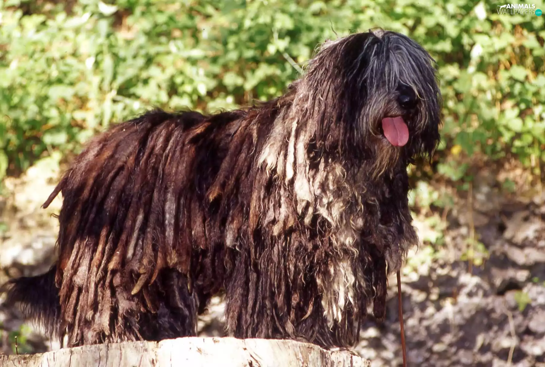 Tounge, Bergamasco