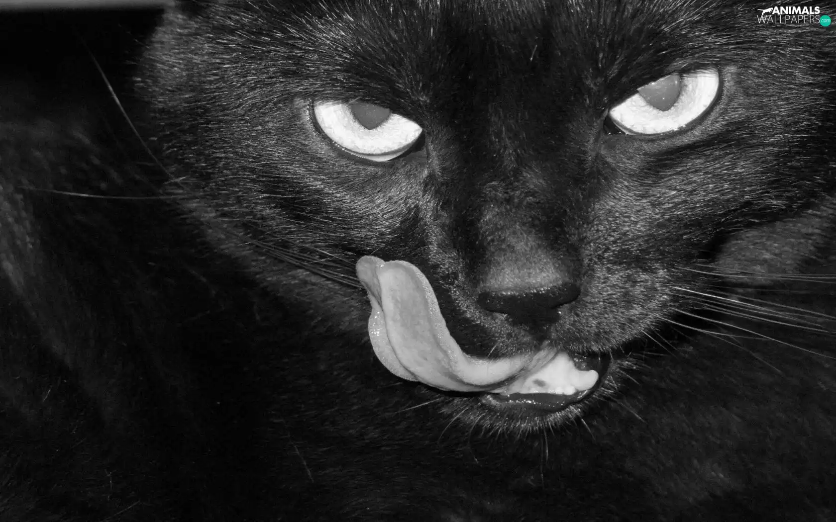 Tounge, Black, cat