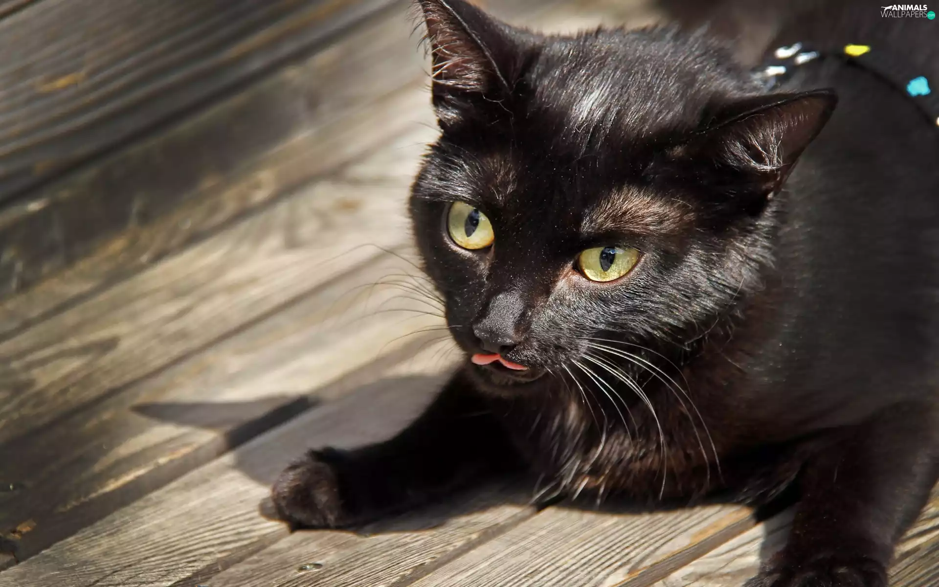 Tounge, Black, cat