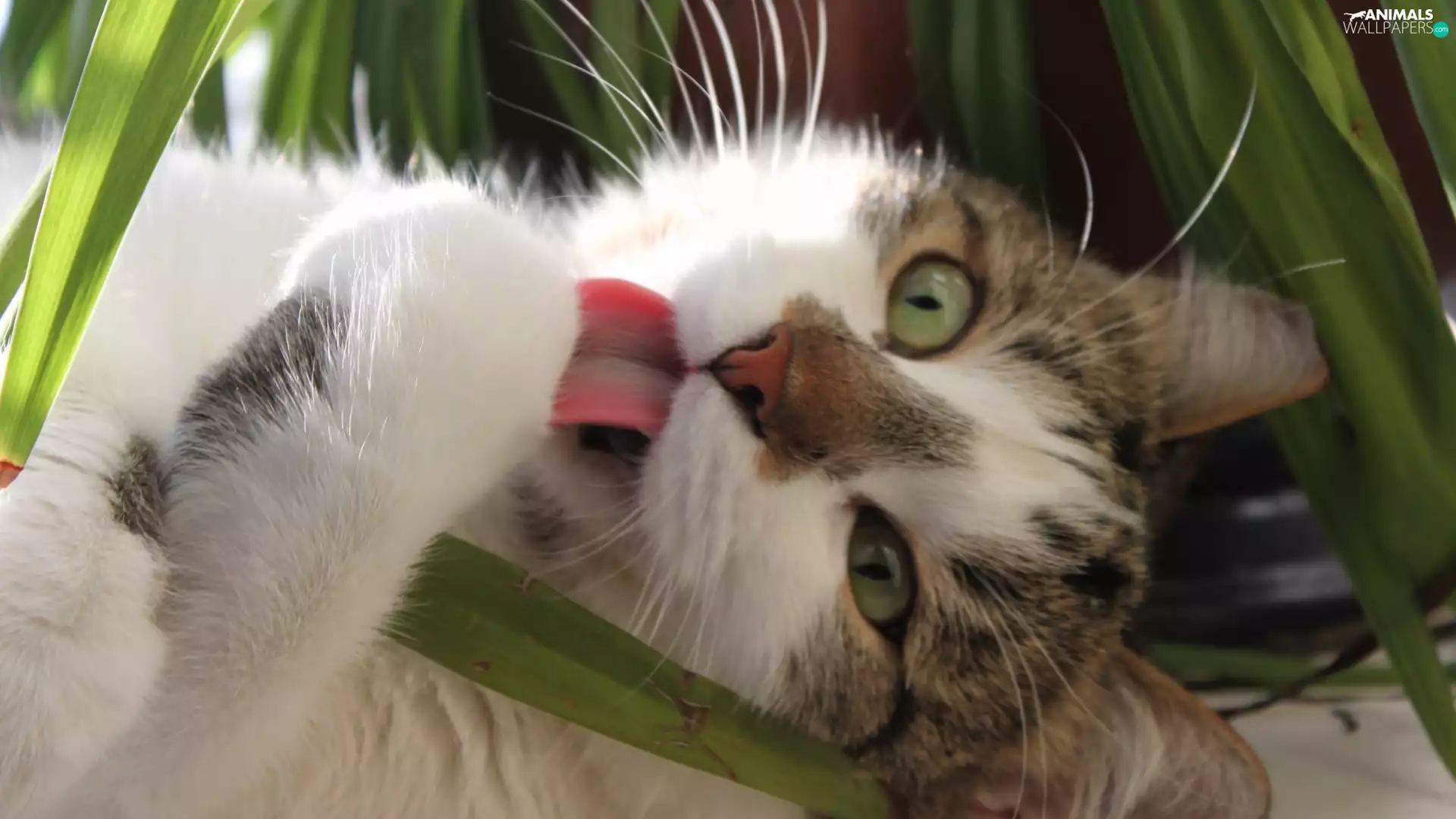 cat, grass, paw, Tounge