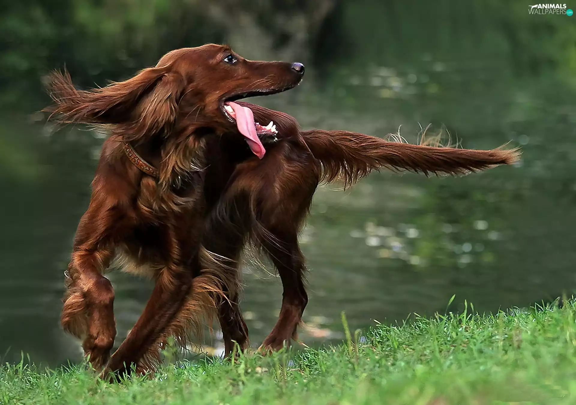 irish, Tounge, dog, setter, Brown