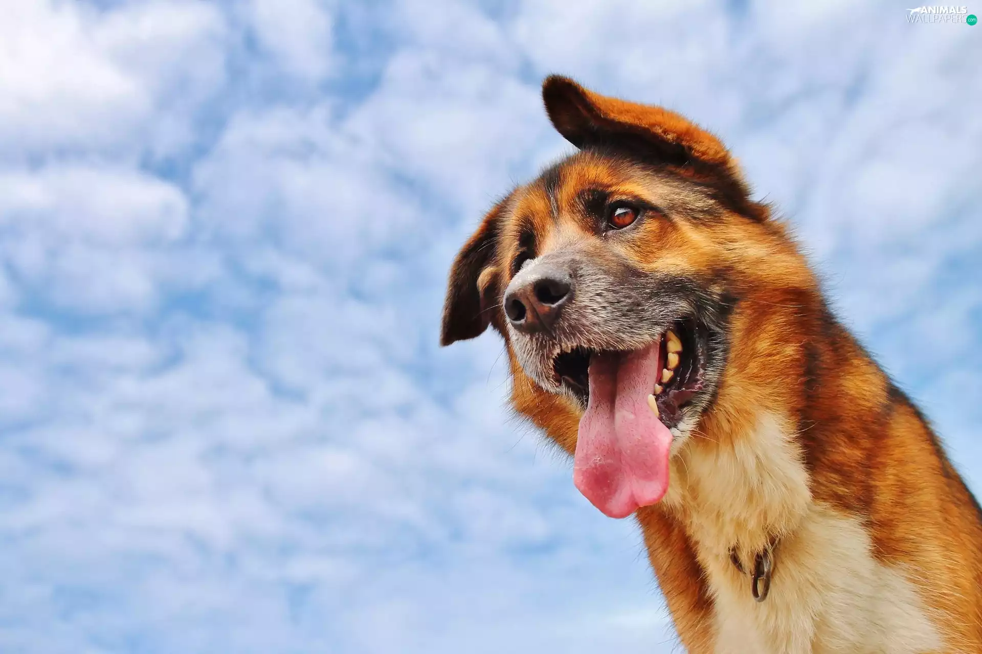 dog, Sky, clouds, Tounge