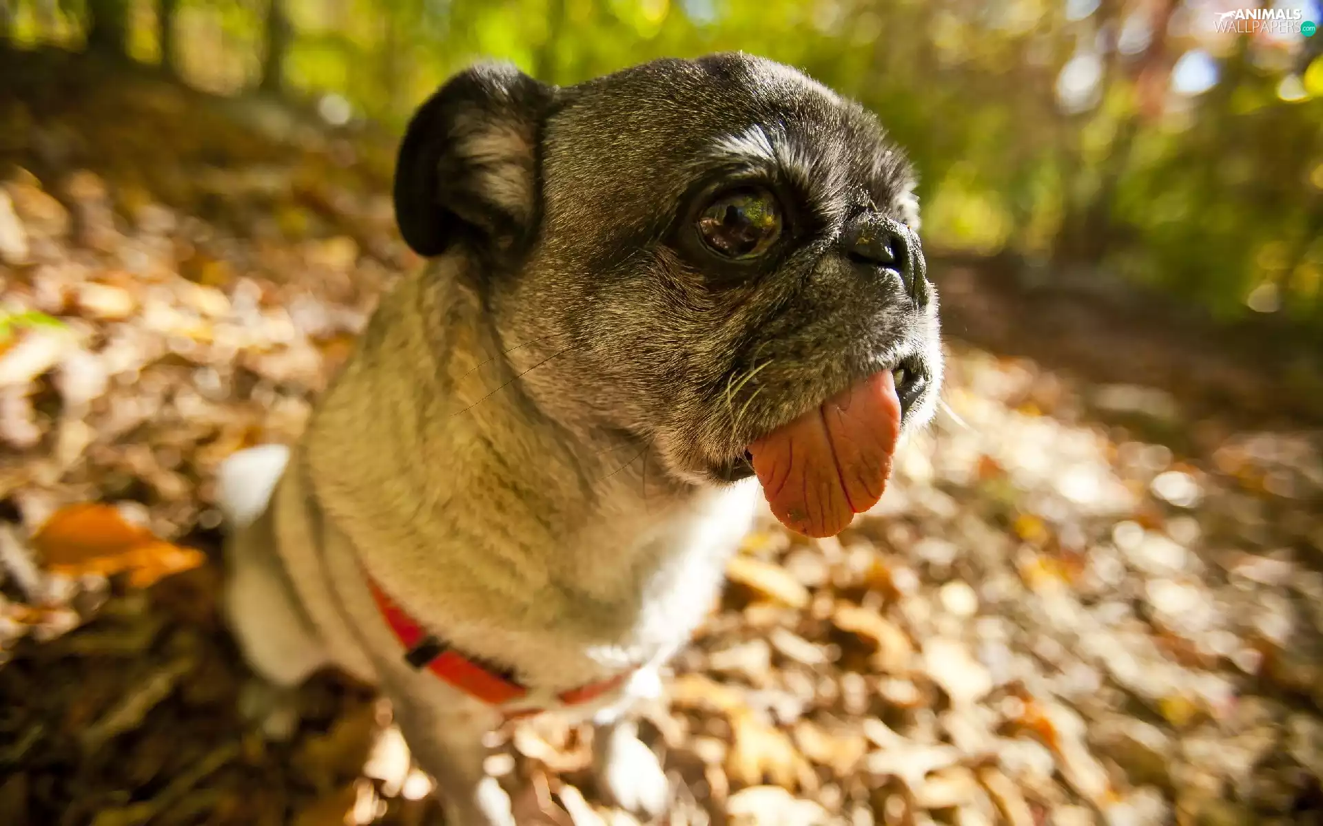 dog, braces, Leaf, Tounge