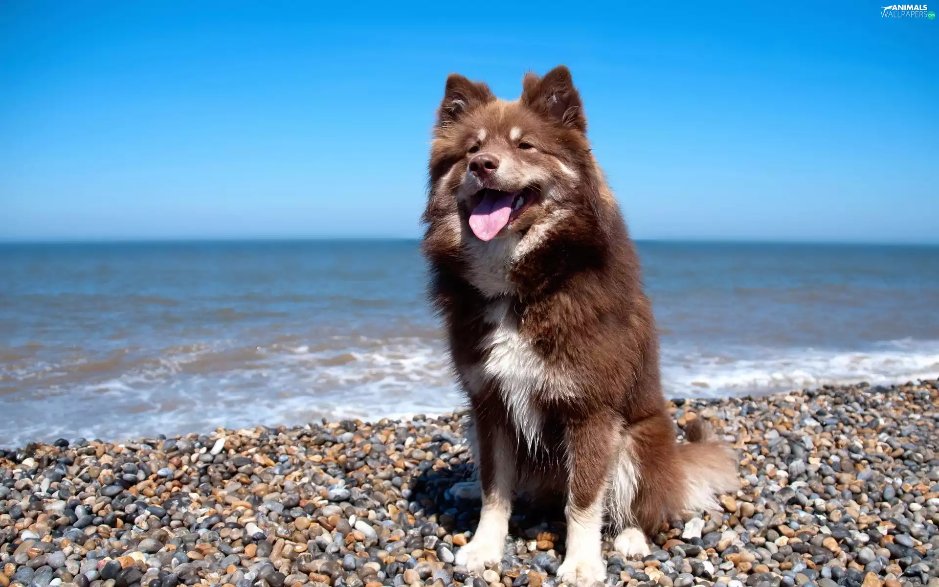 dog, sea, Pebble, Tounge