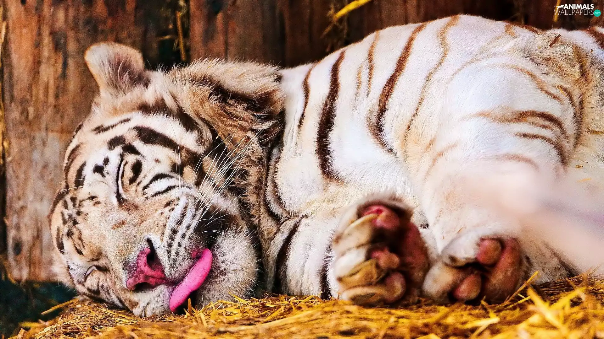 Tounge, tiger, dream