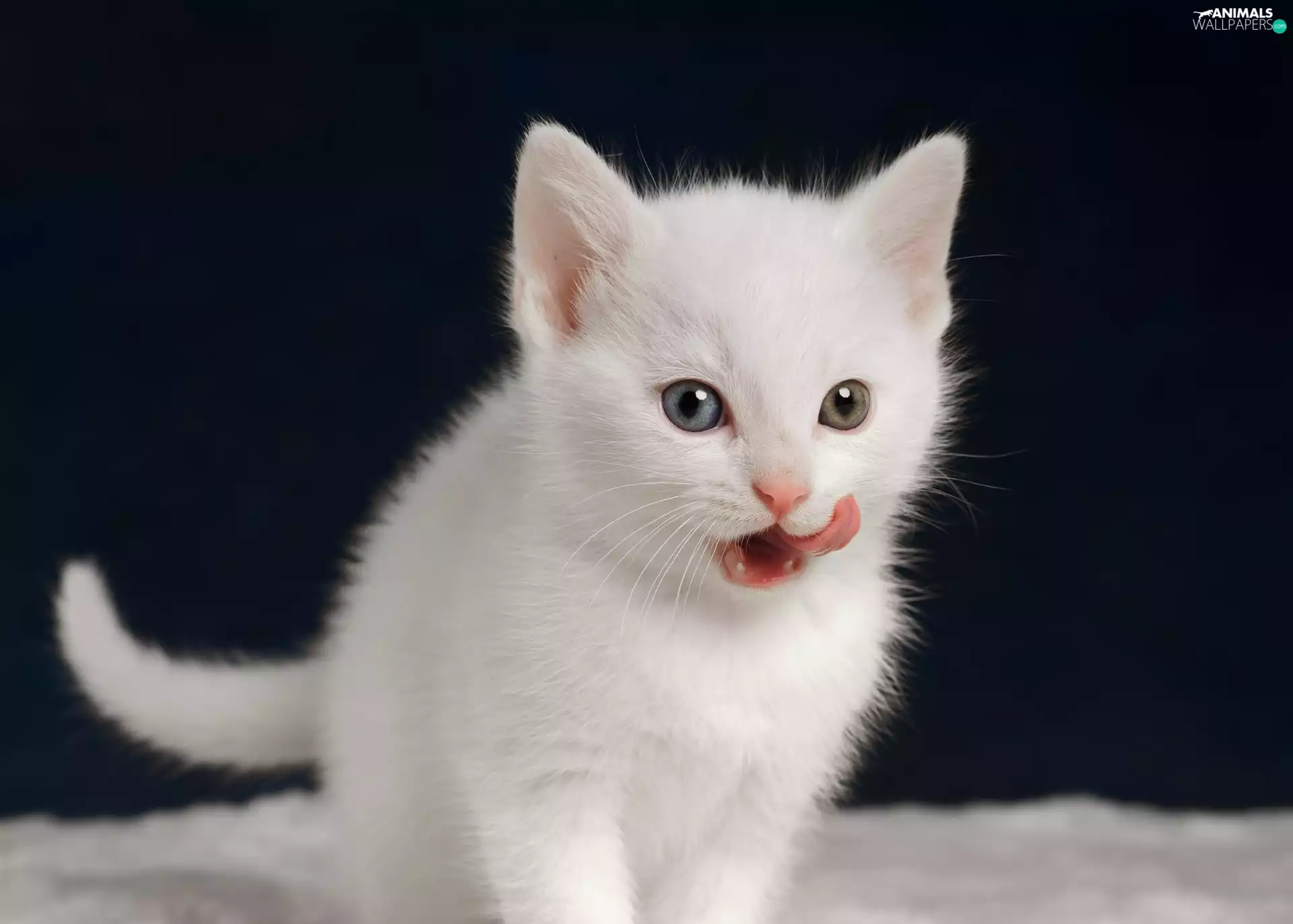 kitten, Tounge, fluffy, White, small