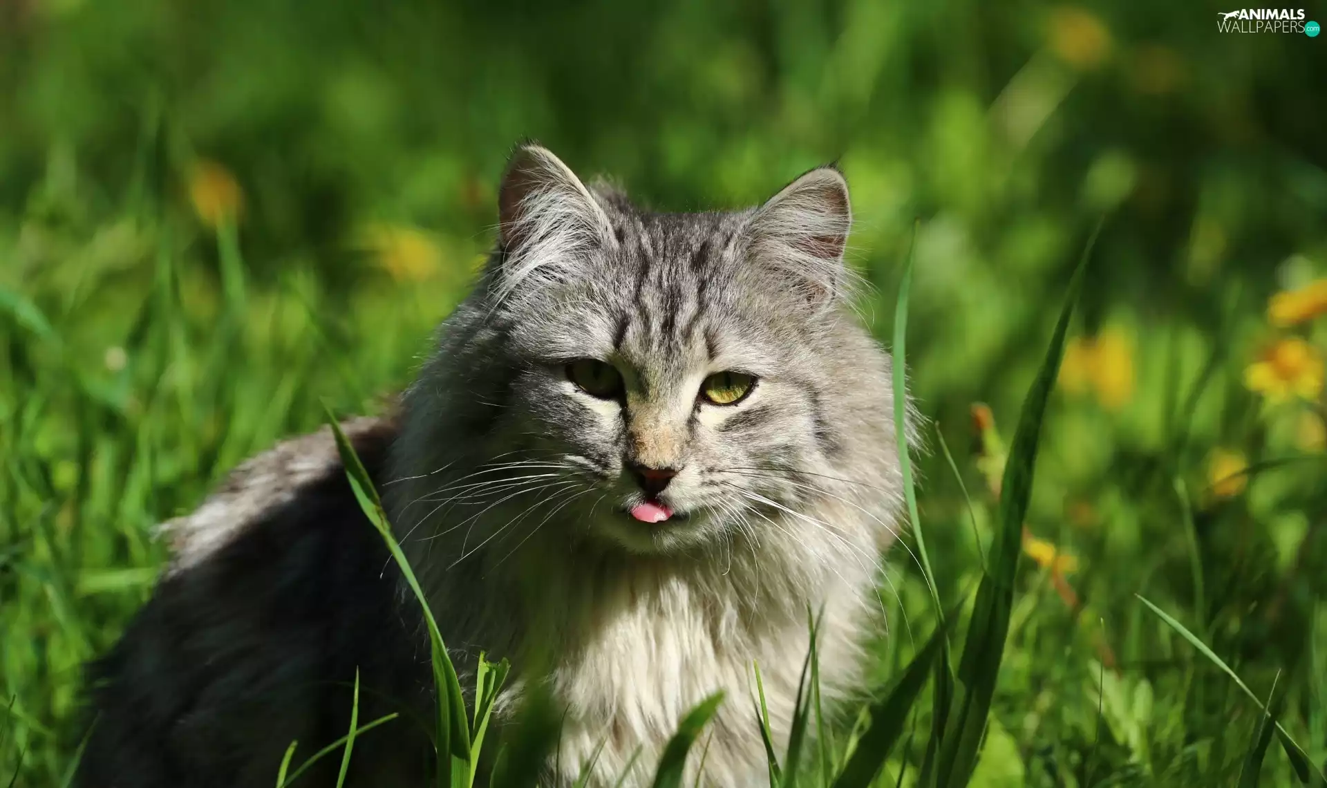 Tounge, cat, grass