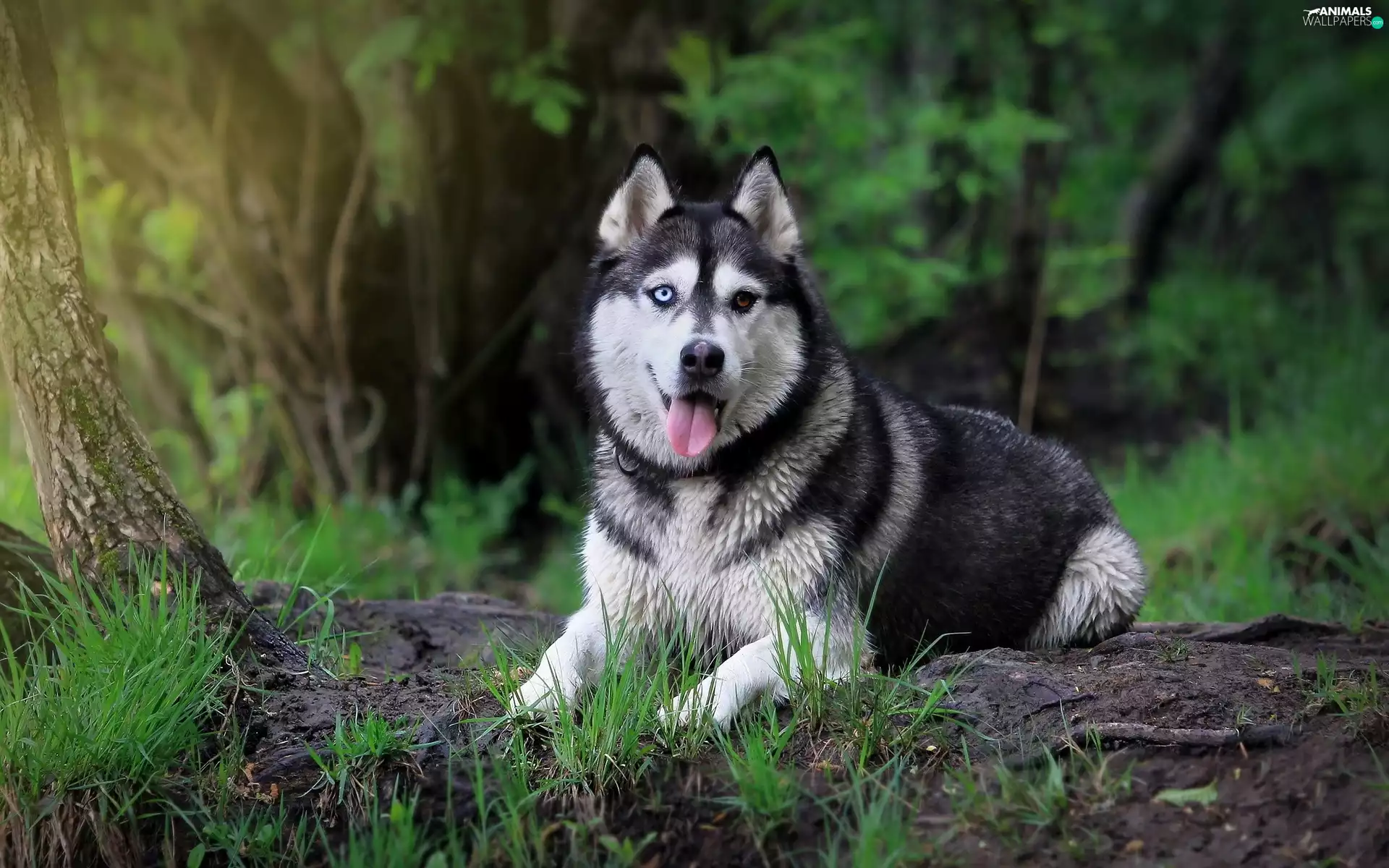 grass, Siberian Husky, Tounge