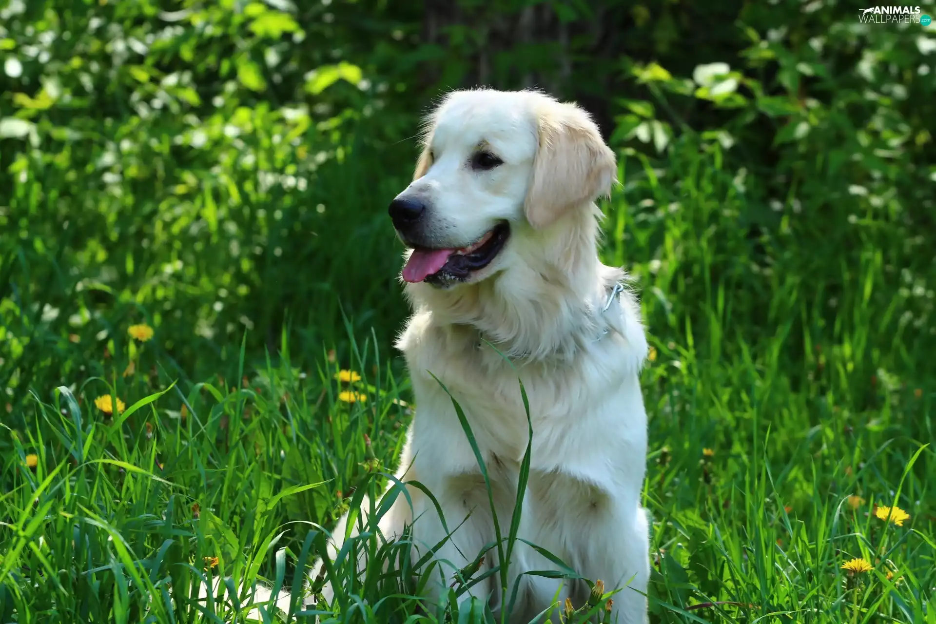 grass, Golden Retriever, Tounge