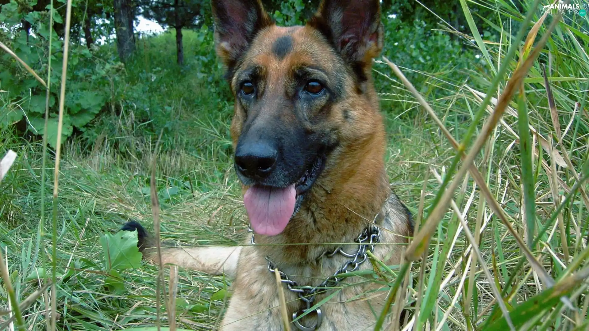dog, Tounge, grass, German Shepherd