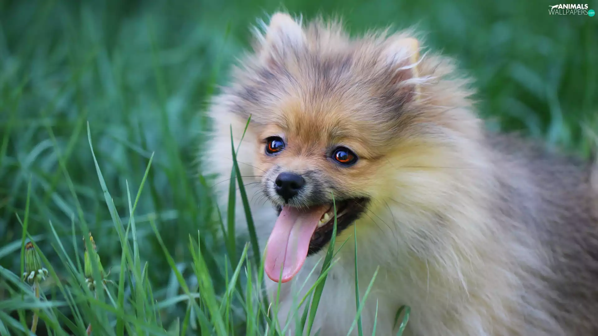 dog, Tounge, grass, German Spitz