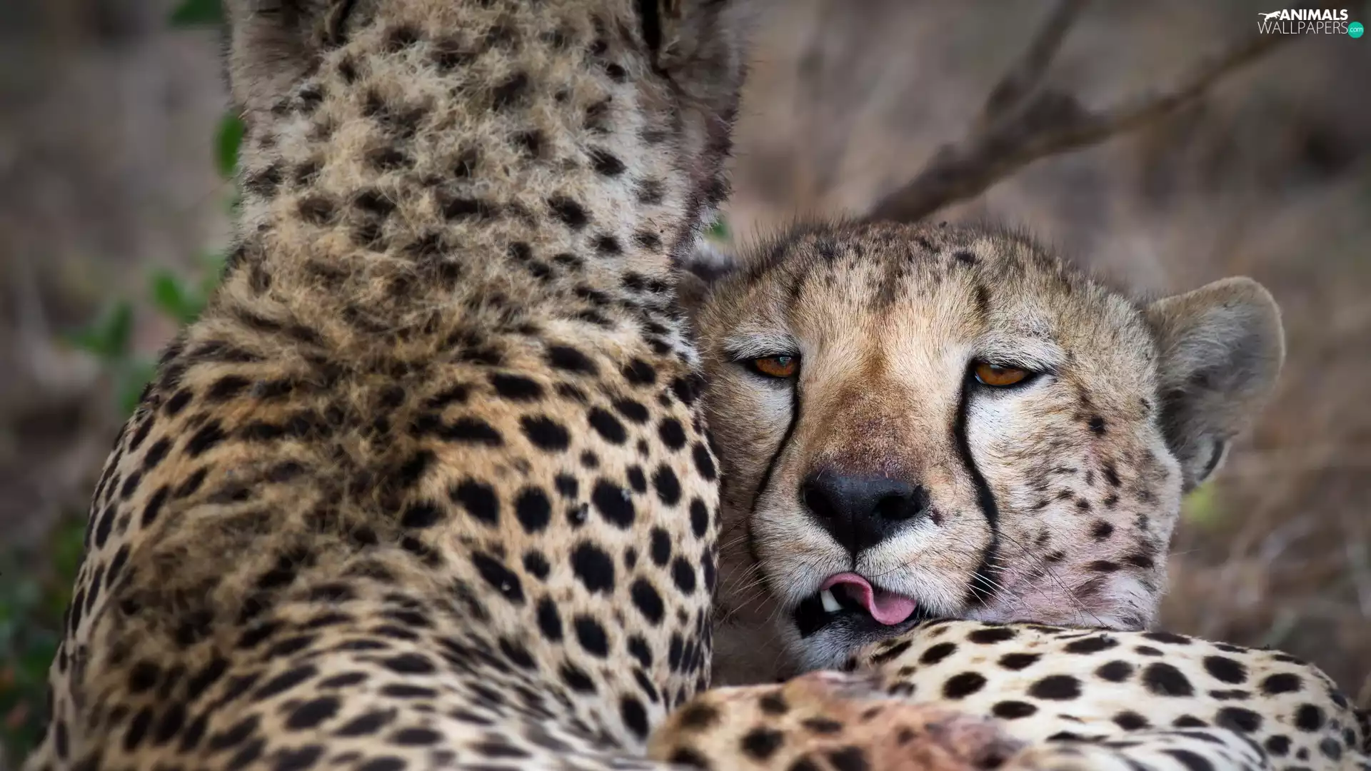 Tounge, Cheetah, Head