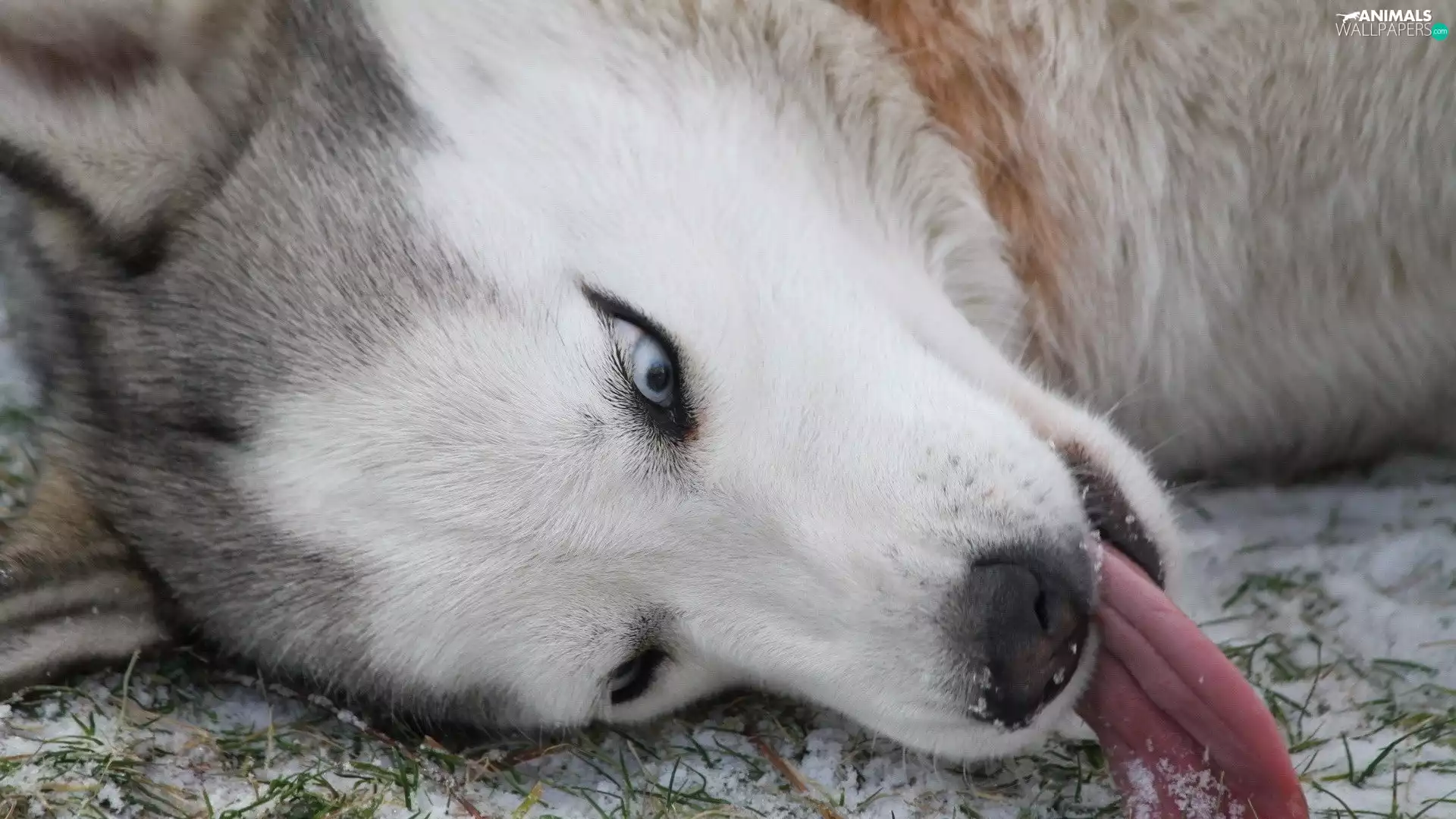 Tounge, Siberian Husky