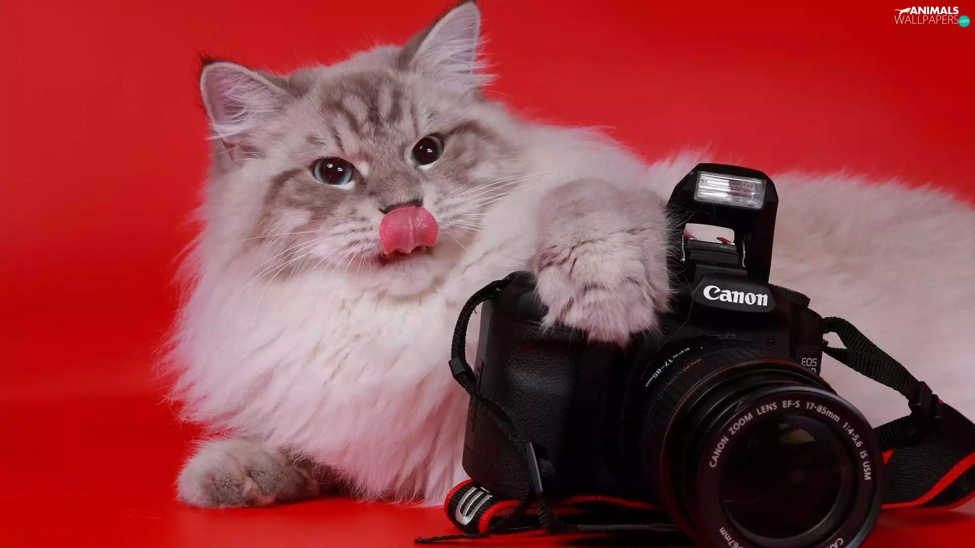 kitten, Camera, Canon, Tounge