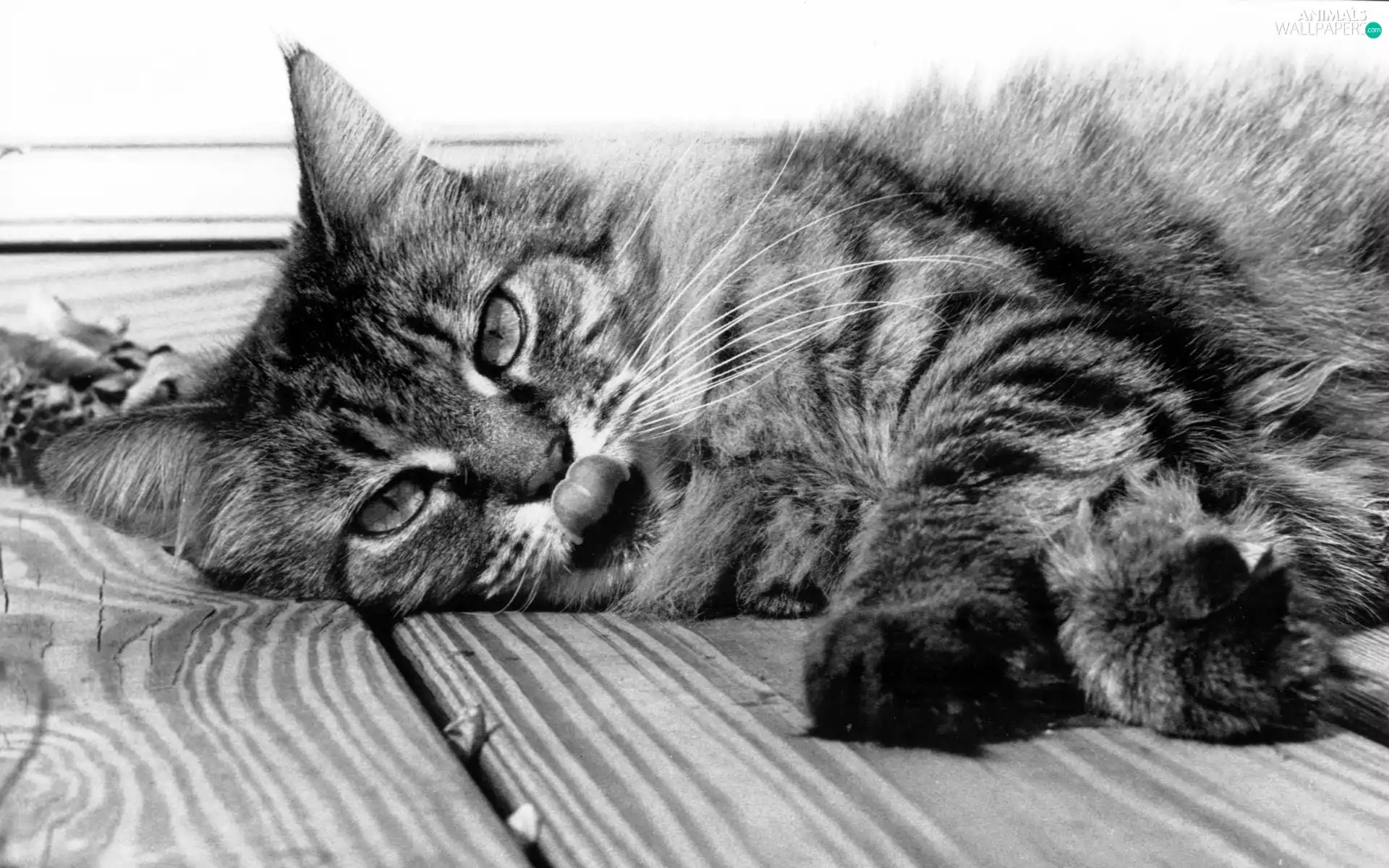 Tounge, Gray, kitten