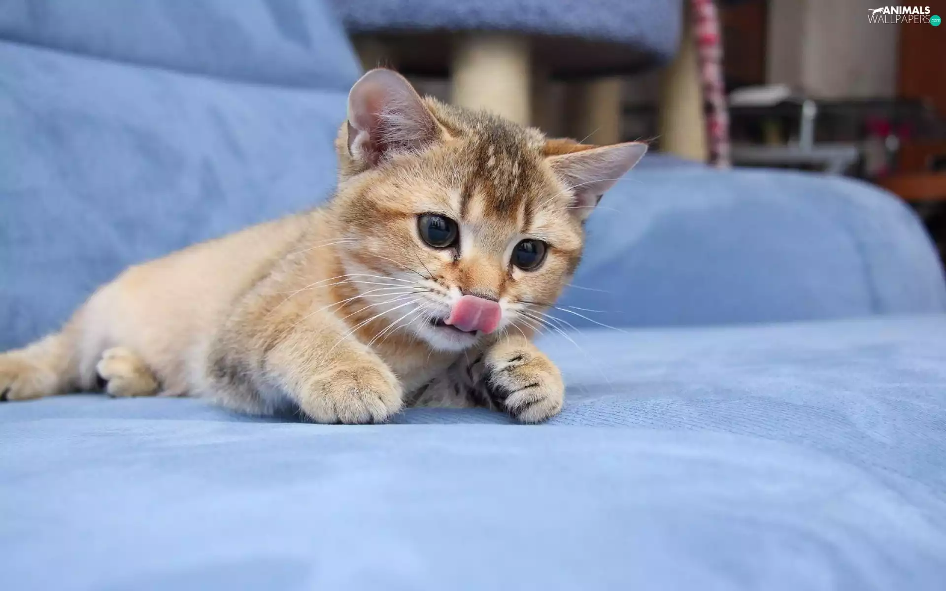 Tounge, Little, kitten
