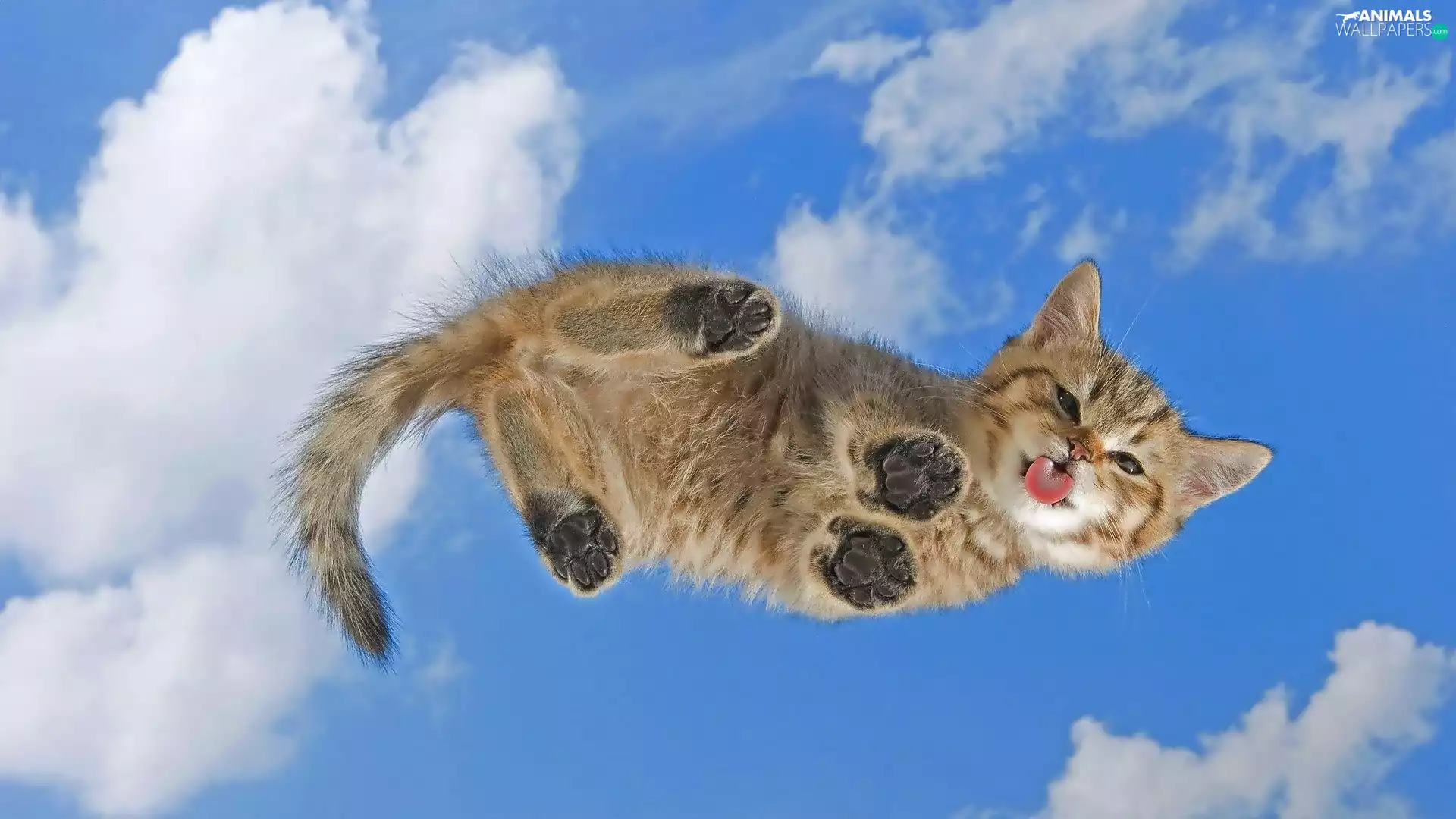 kitten, feet, Sky, Tounge