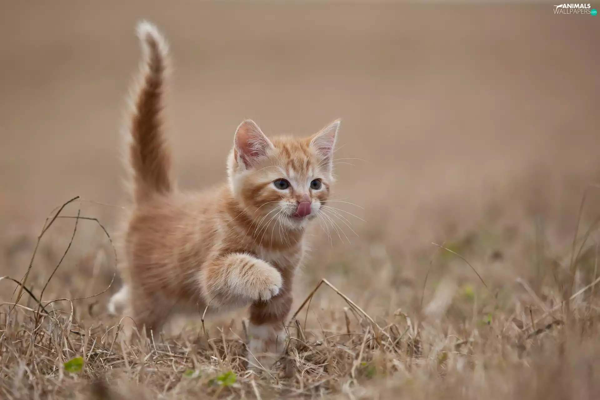 Tounge, small, kitten