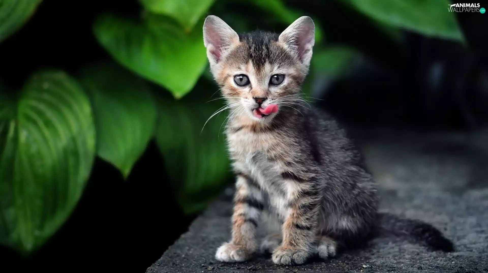 Tounge, young, kitten
