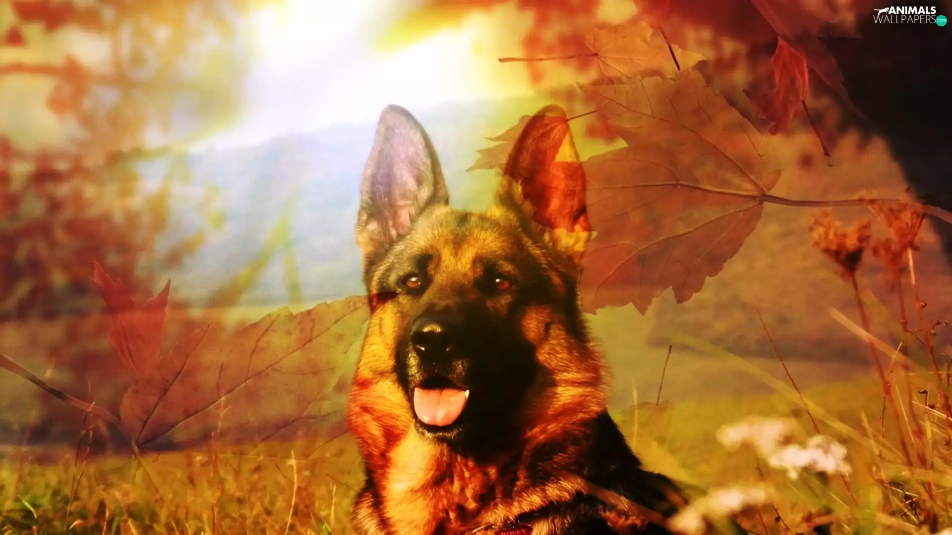 Leaf, sheep-dog, Tounge